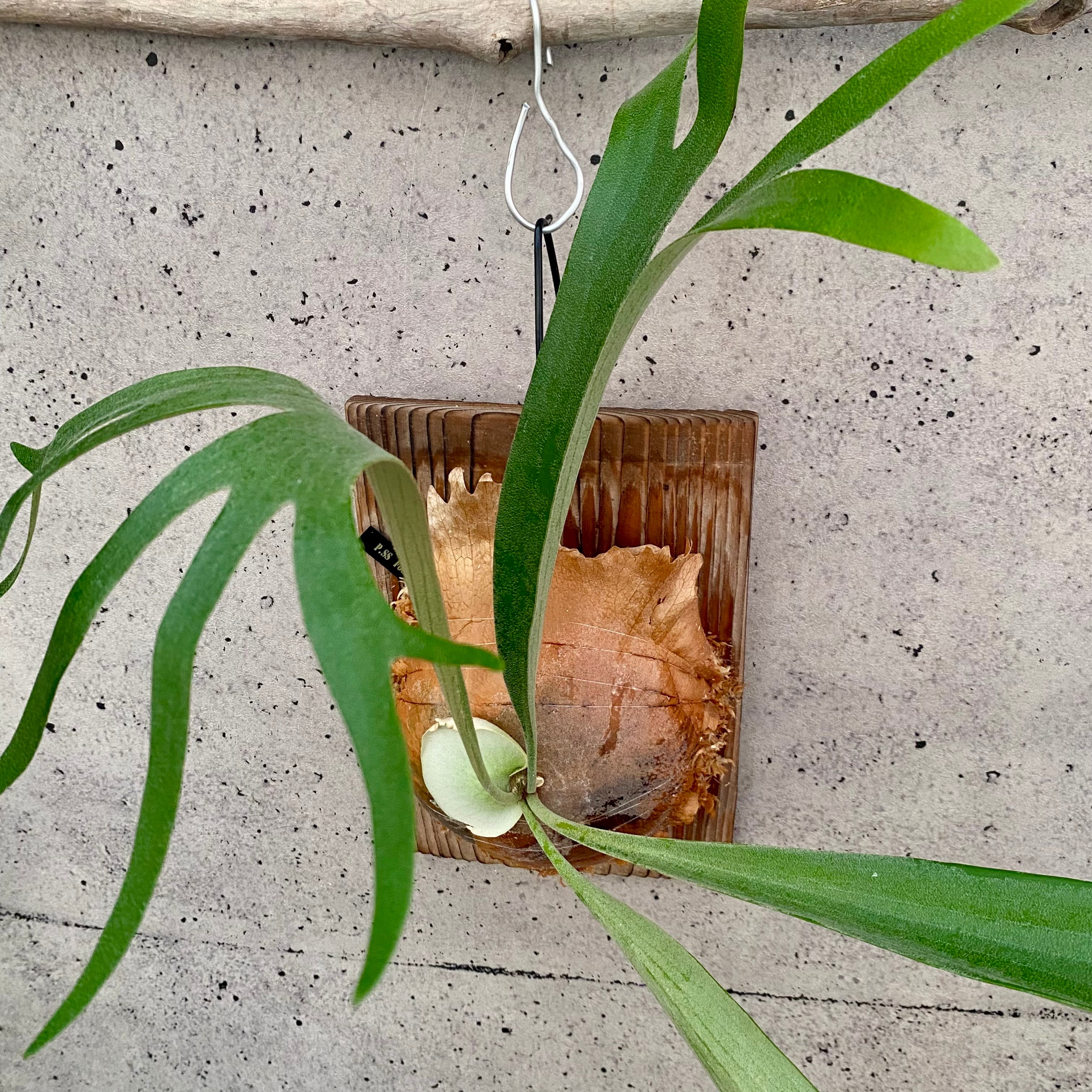 タンクブロメリア エクメア『Roberto Menescal』 | Planet Plants