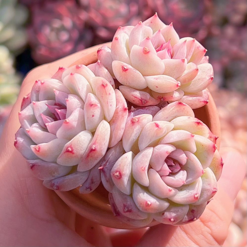 多肉植物　レッドベルベット　群生2〜3頭　新入荷　るる農園