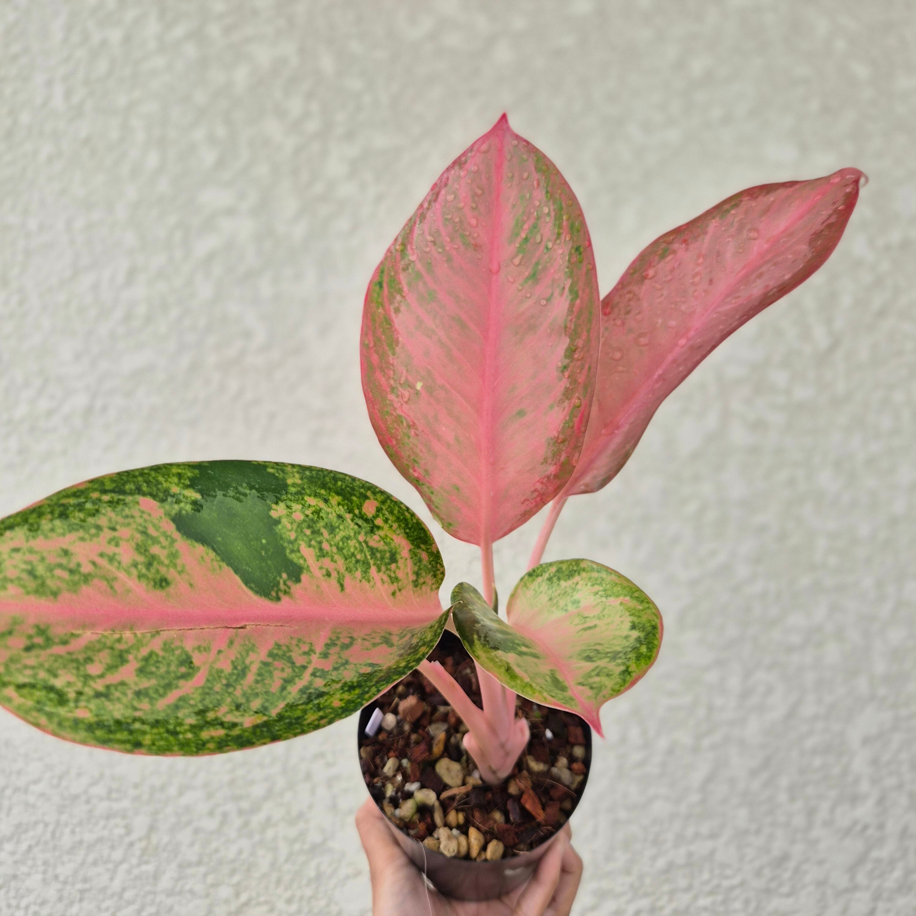 ①《Aglaonema Orange Bay 》アグラオネマ・オレンシベイ 観葉植物 /ポット発送