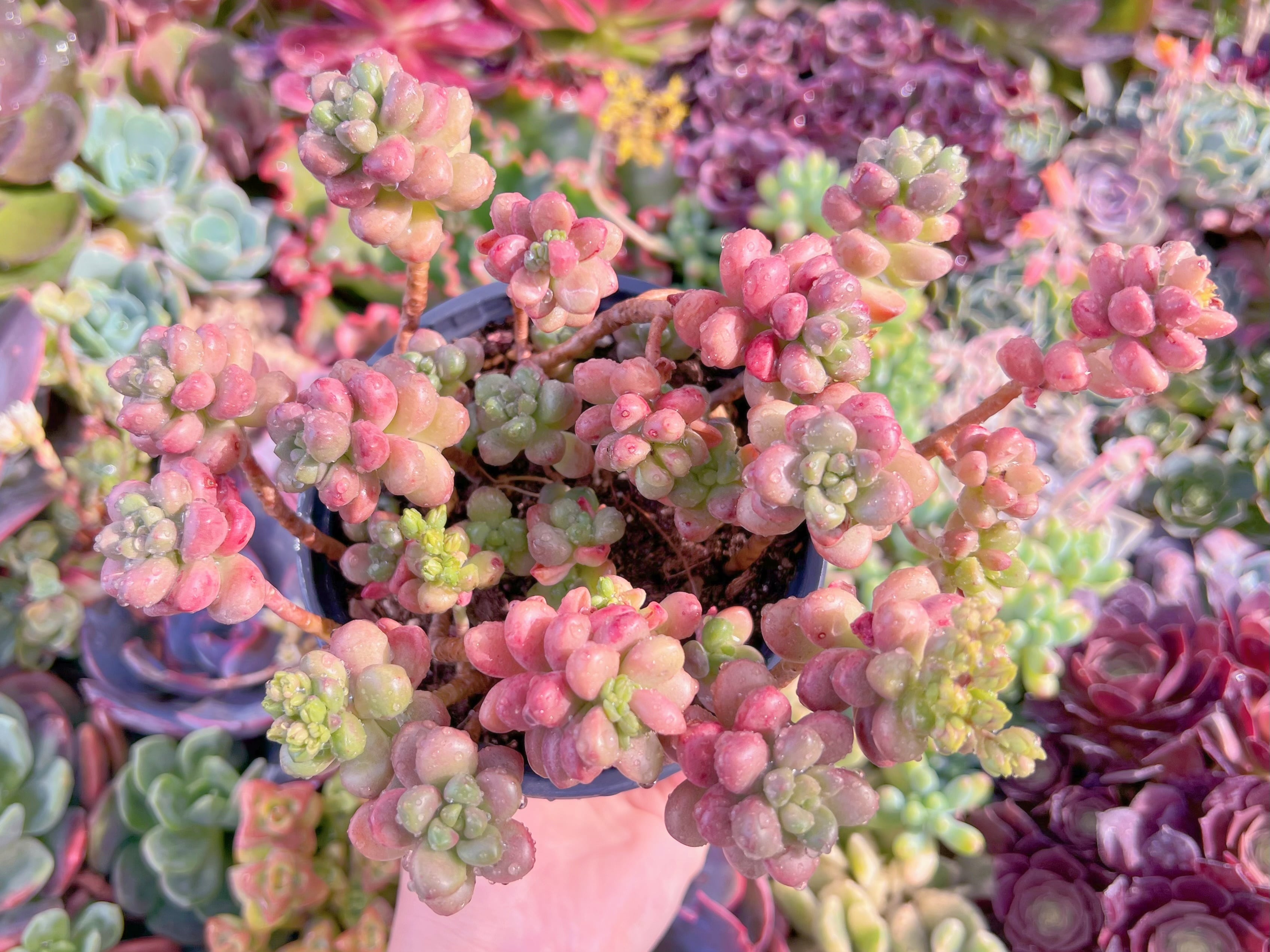 現品　花びらピアス#M205　群生　るる農園