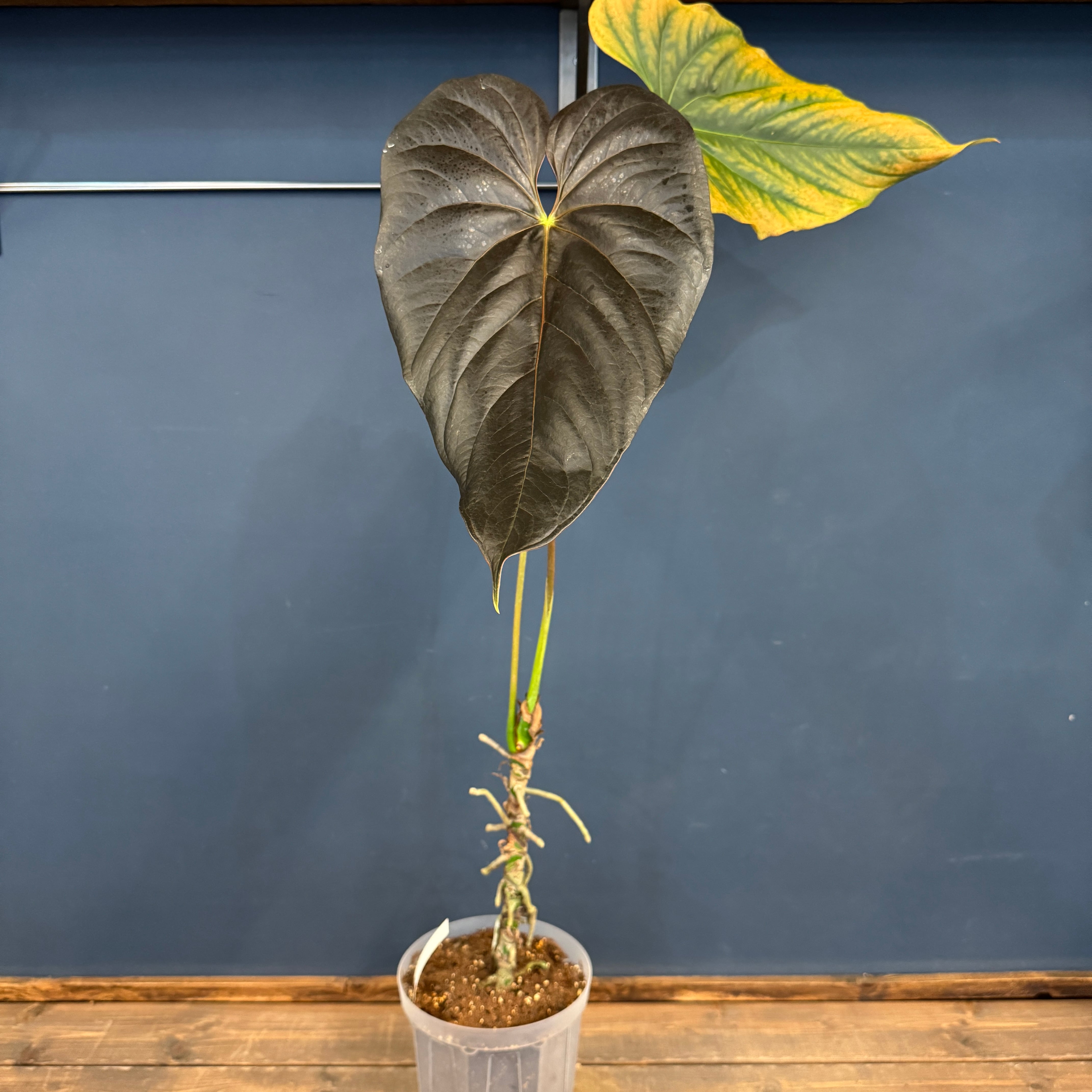 レアプランツ | PROTOLEAF プロトリーフ