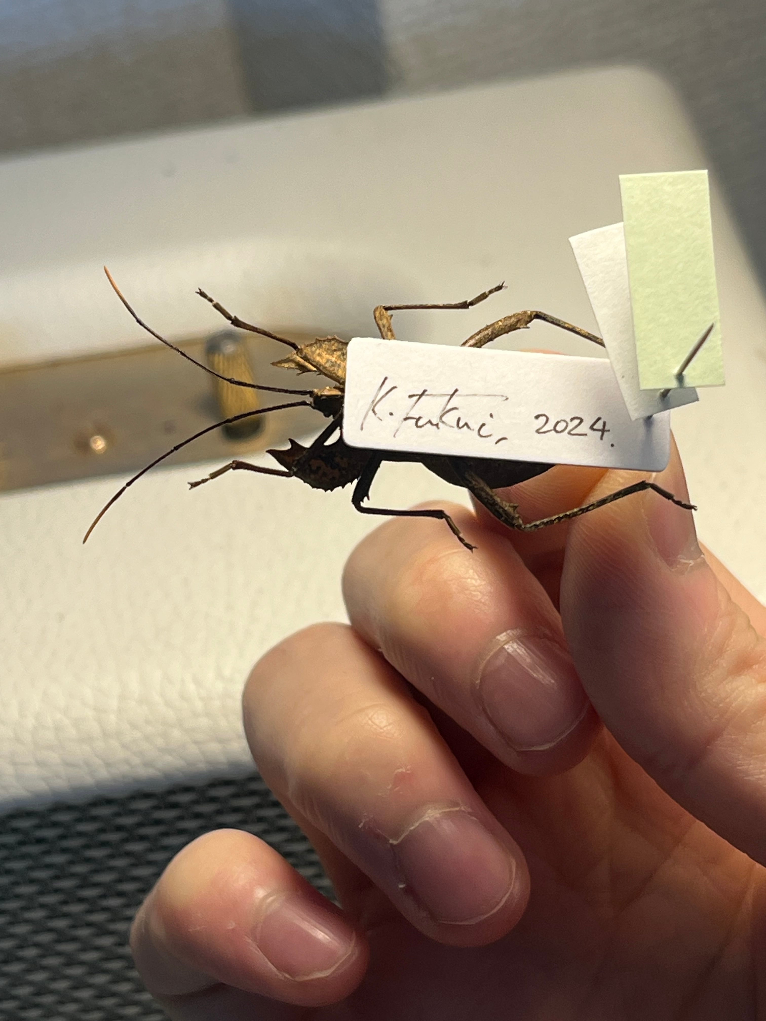 極美展足】オウサマヘリカメムシに酷似のカメムシ サシガメ甲虫昆虫