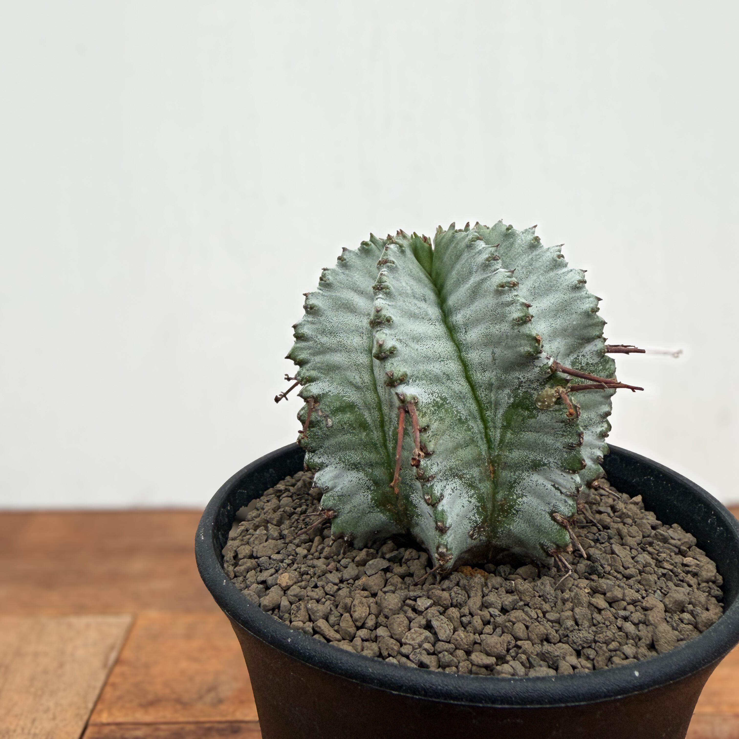 Euphorbia hyb. horrida【ユーフォルビア・玉型白ホリダ】 | RIMO'S