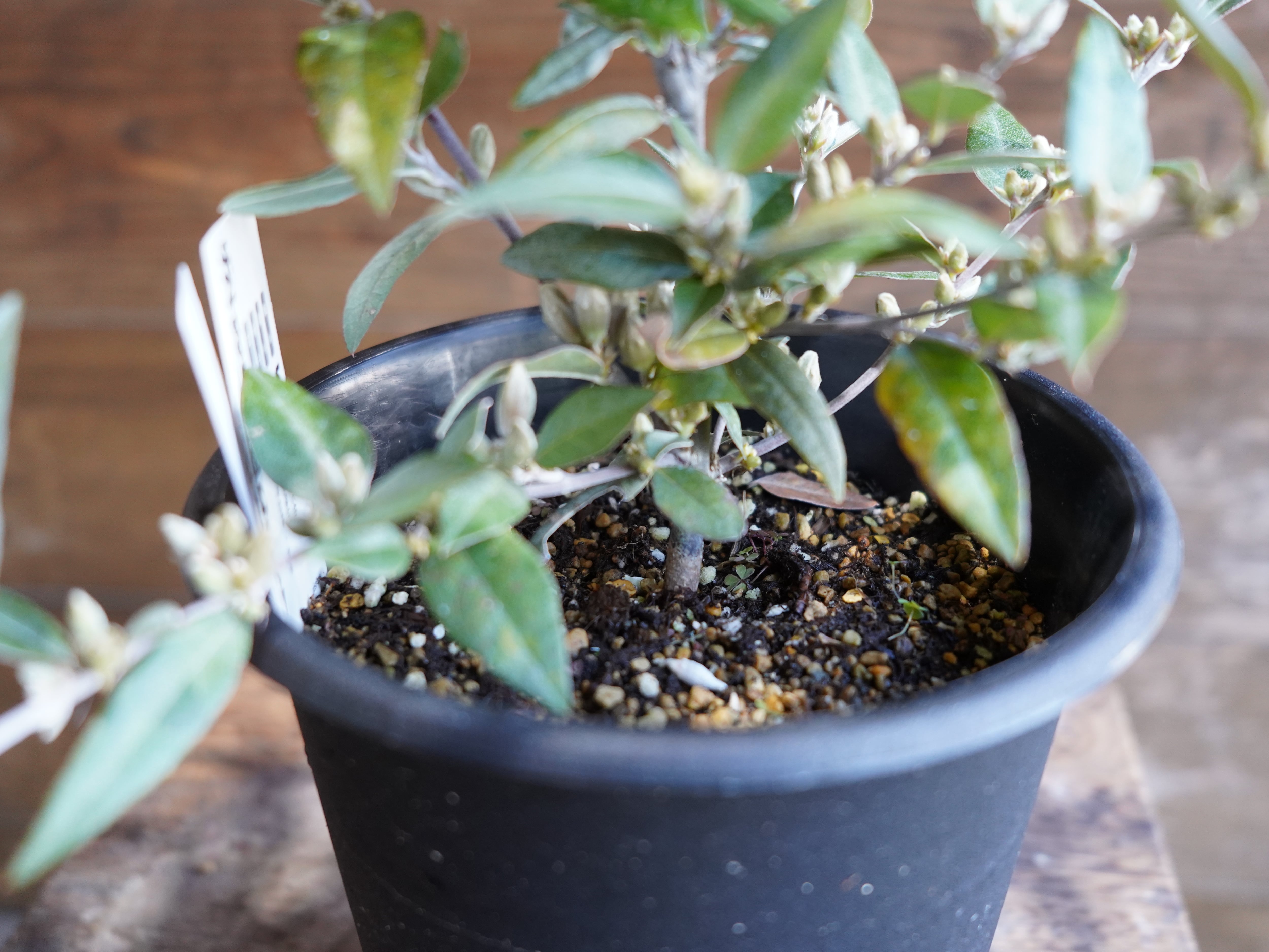 【現物】ガストロロビウム セリセウム ”レッドスター”　A