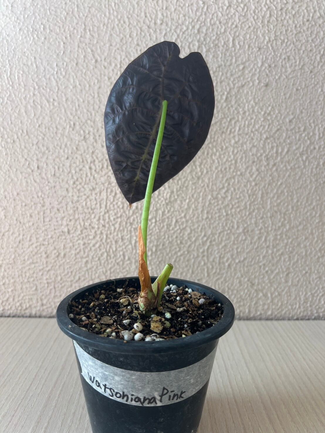 Alocasia Watsoniana Pink var アロカシア ワトソニア ピンク