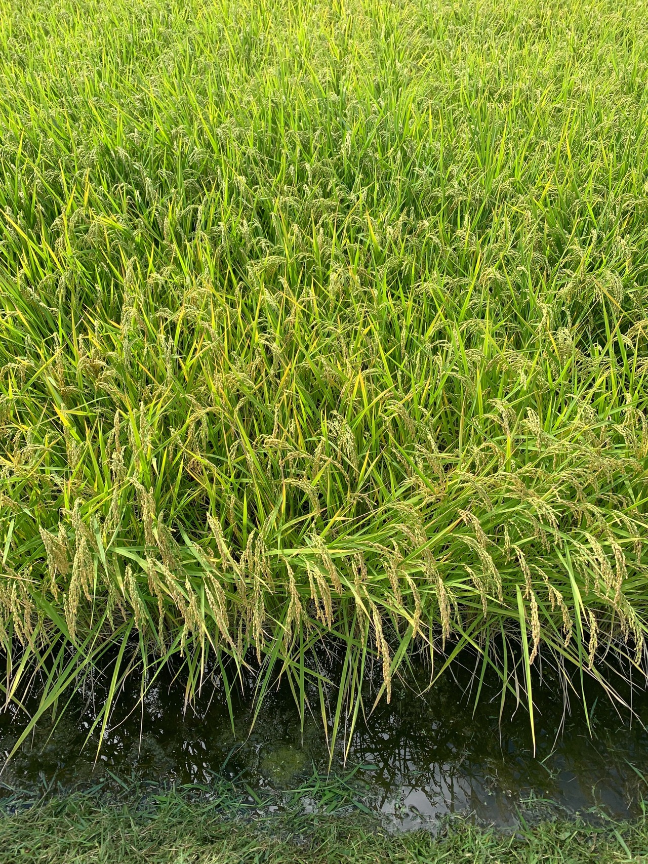 新米 長野県産コシヒカリ 10kg（白米）