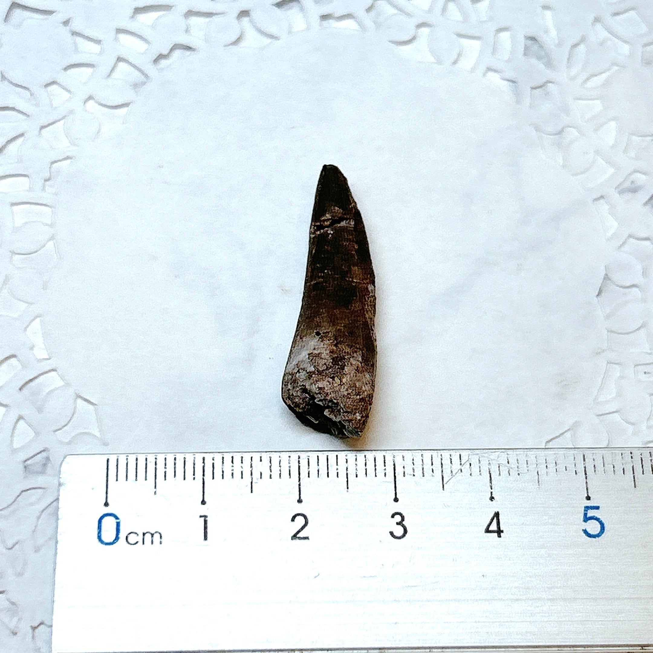 E101189】プレシオサウルス 歯化石 Plesiosaurus tooth | クリスタル