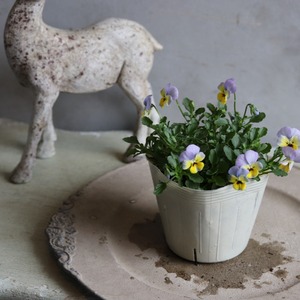 ビオラ　ヴィオレッタ　ペーパームーン　小さなお花　寄せ植え　丈夫で長く咲く　冬から春のお花