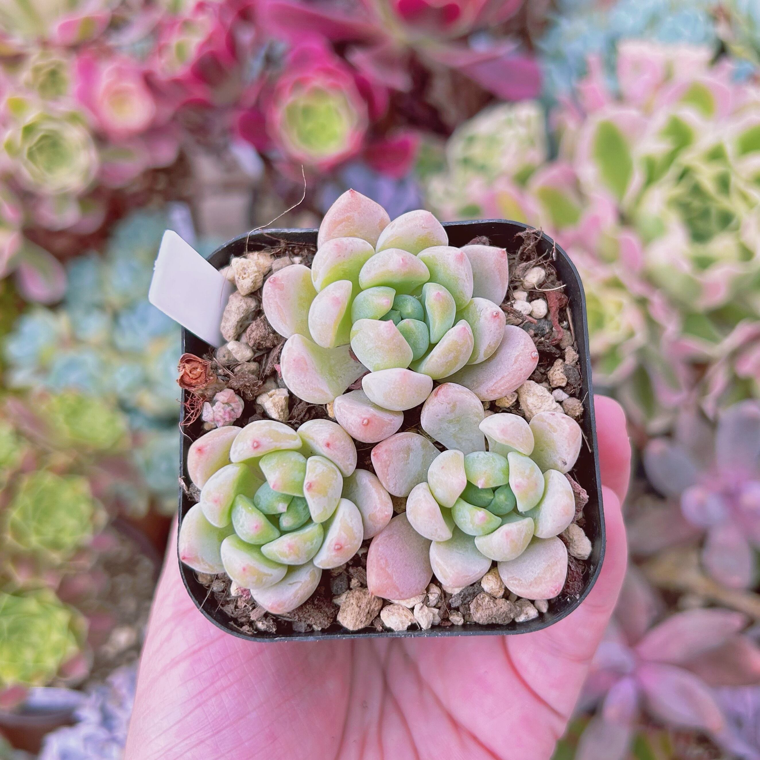 現物　多肉植物　プロリフェラxラウル　抜き苗