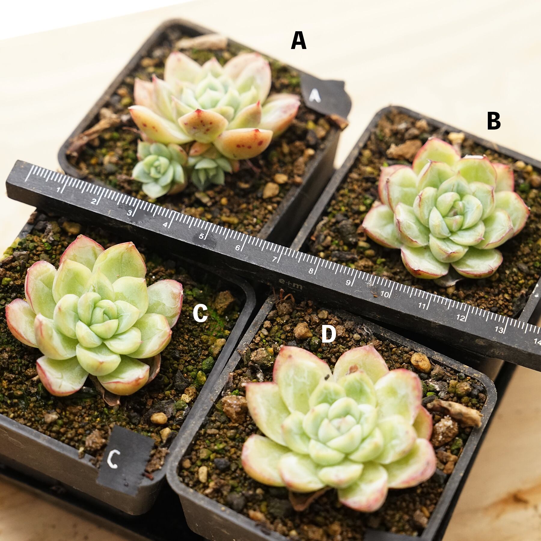 A300フライトドキュメント ザ・コクピット TDA 東亜国内航空 VHS