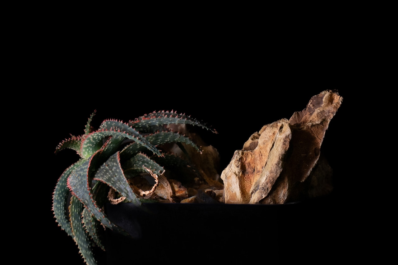 Habitat Style Aloe Chiristmas Carol