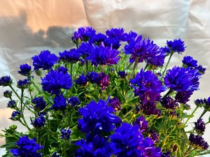 サイネリア 2色セット かご付き 天使のエ－ル・さくや姫