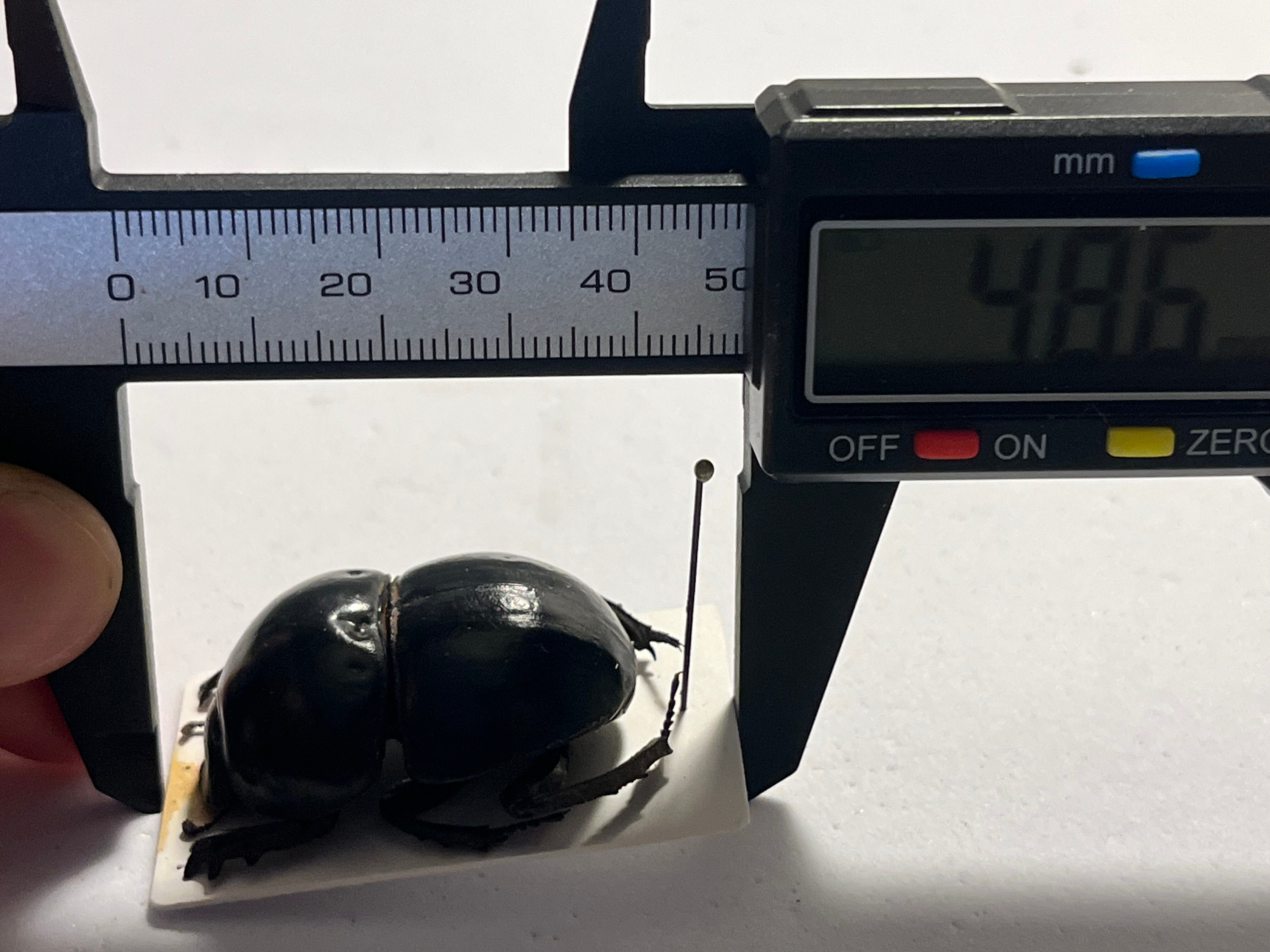 未展足38mm】ピンポンタマオシコガネ 飛べないフンコロガシ オオニジ