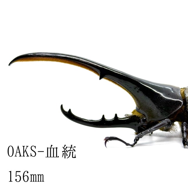 156㎜  / 成虫 / オス / ヘラクレスオオカブト