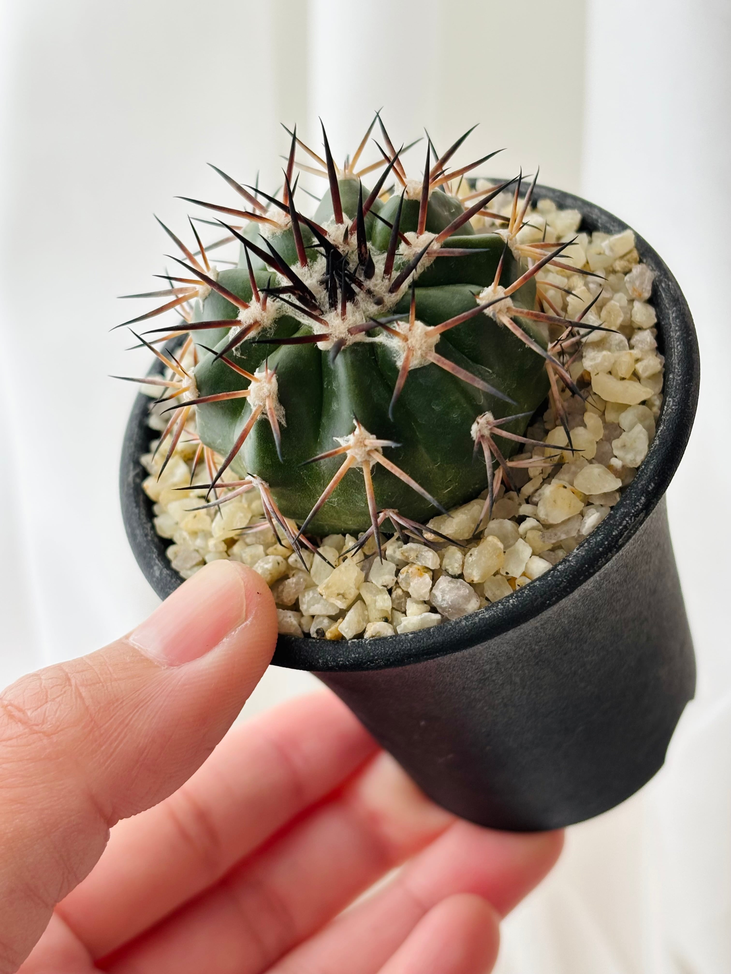 Discocactus gigantea ディスコカクタス ギガンティア サボテン