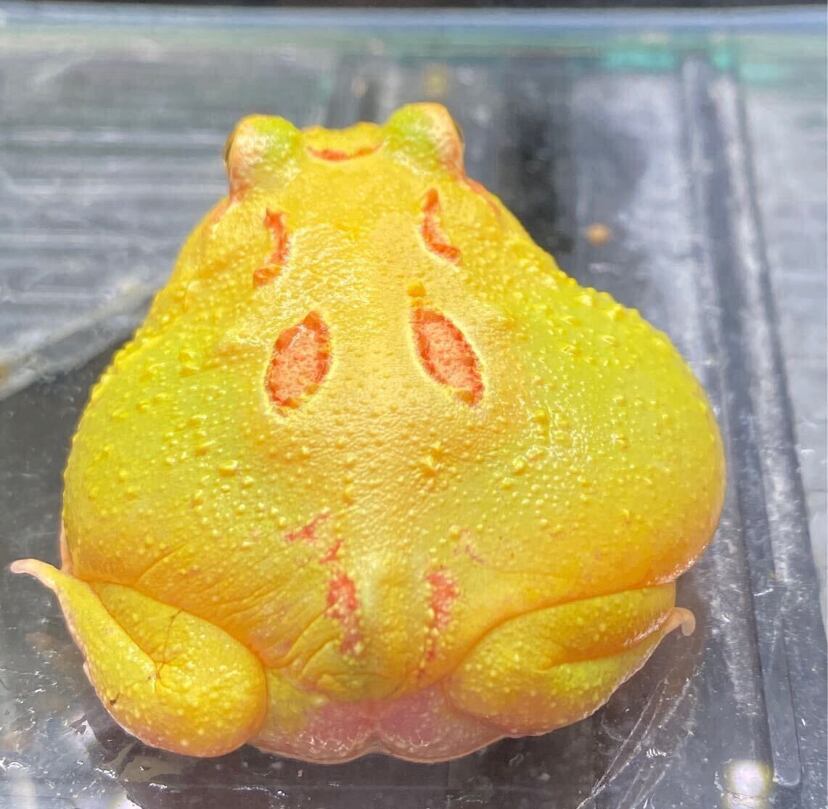 クランウェルツノガエル アルビノ | アクアショップあんじゅ