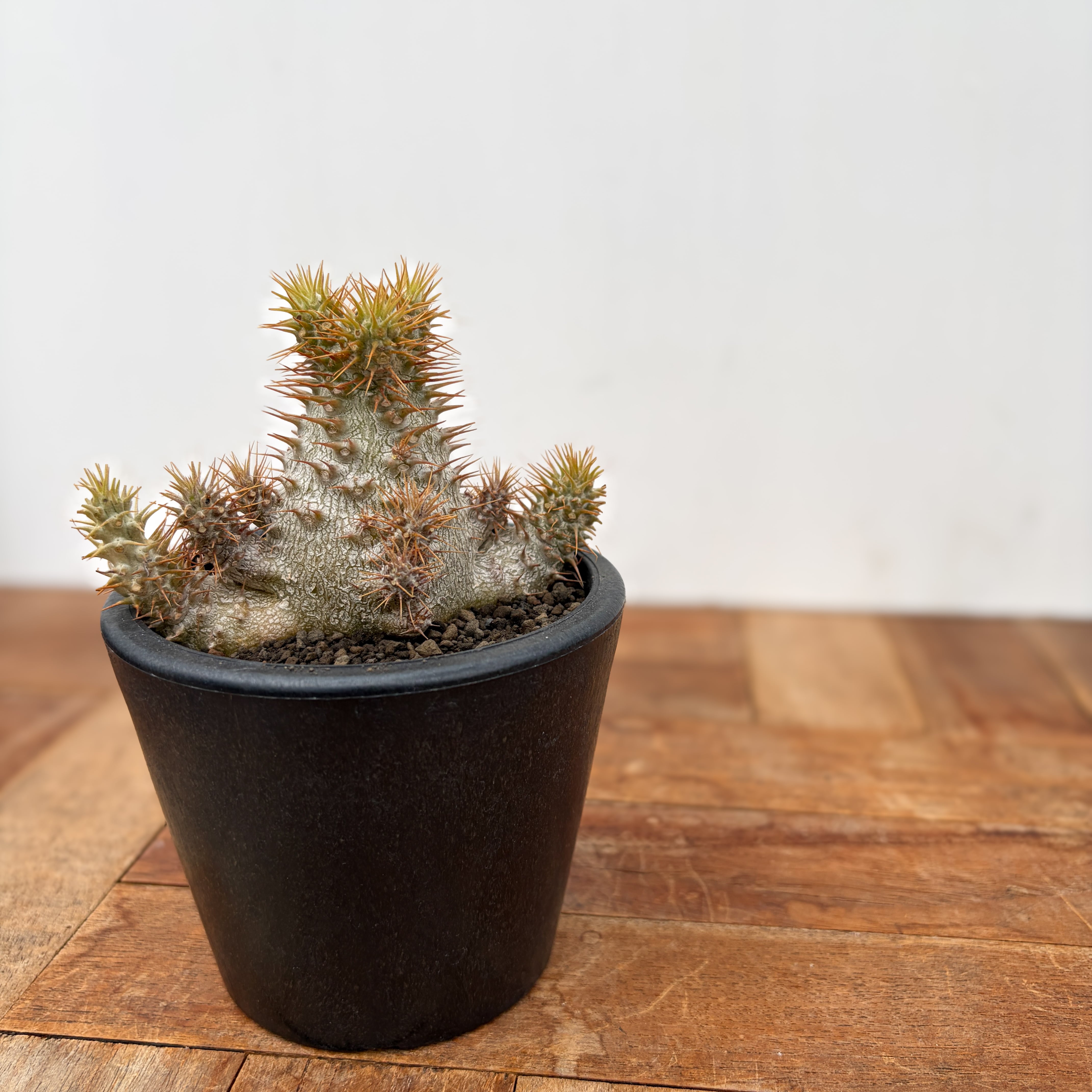 Pachypodium Gracilius【パキポディウム・グラキリス・実生】 | RIMO'S