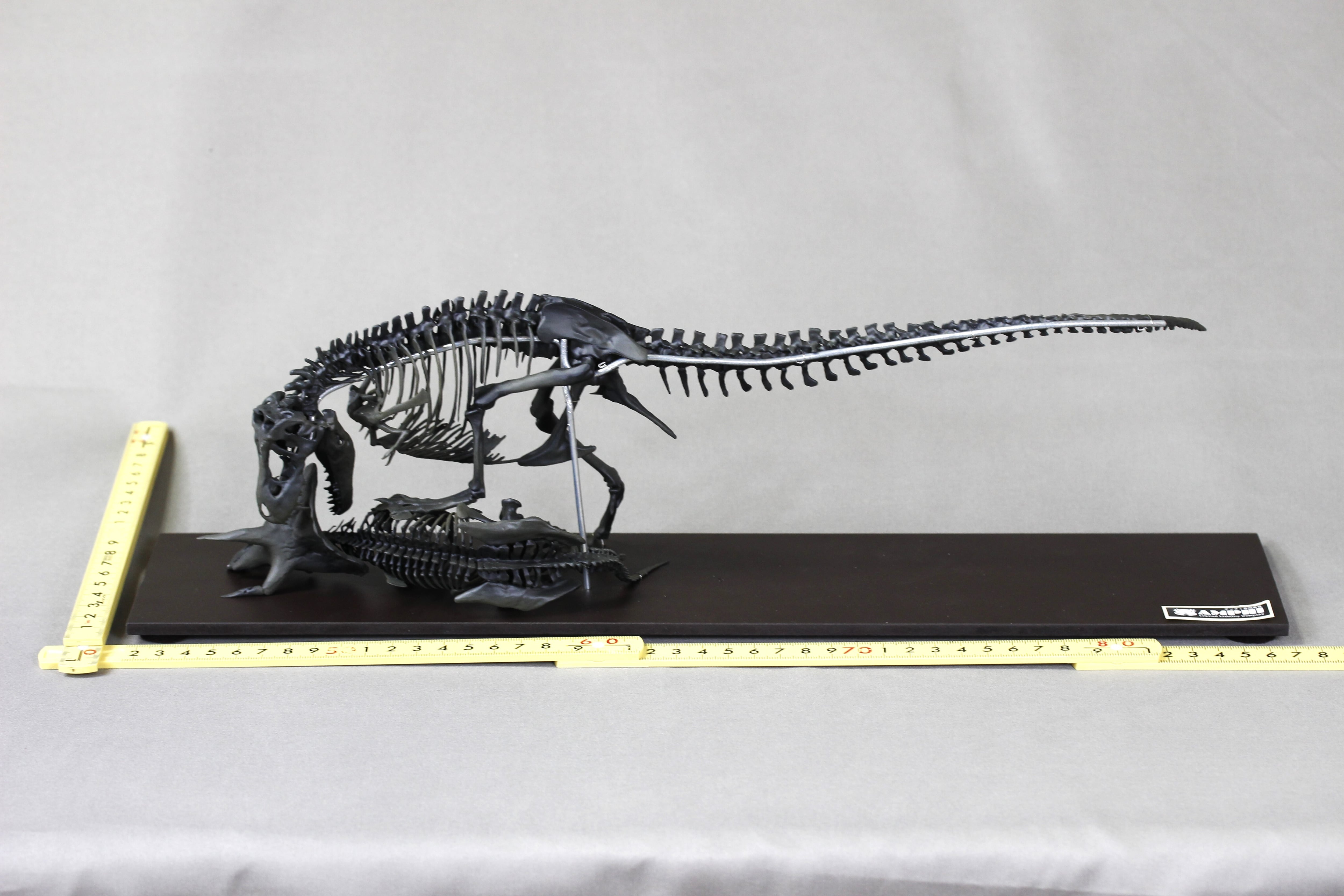 40cm】ティラノサウルス と トリケラトプス 縮小全身骨格模型【 恐竜