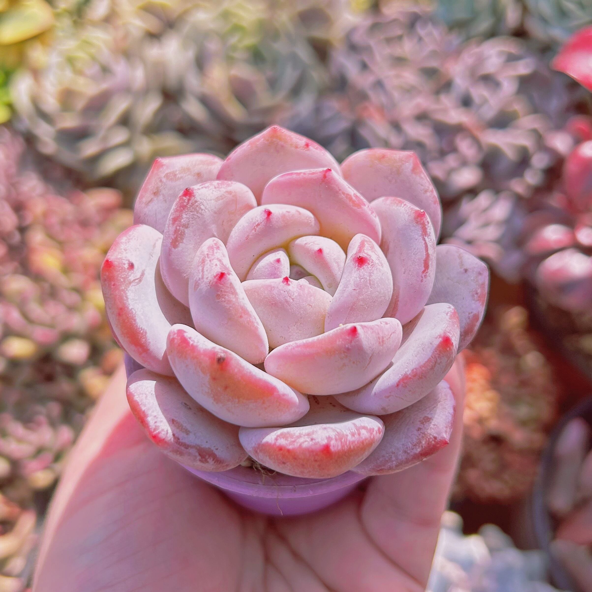 多肉植物 Echeveria モンローxラウイ | るる農園~多肉植物専門