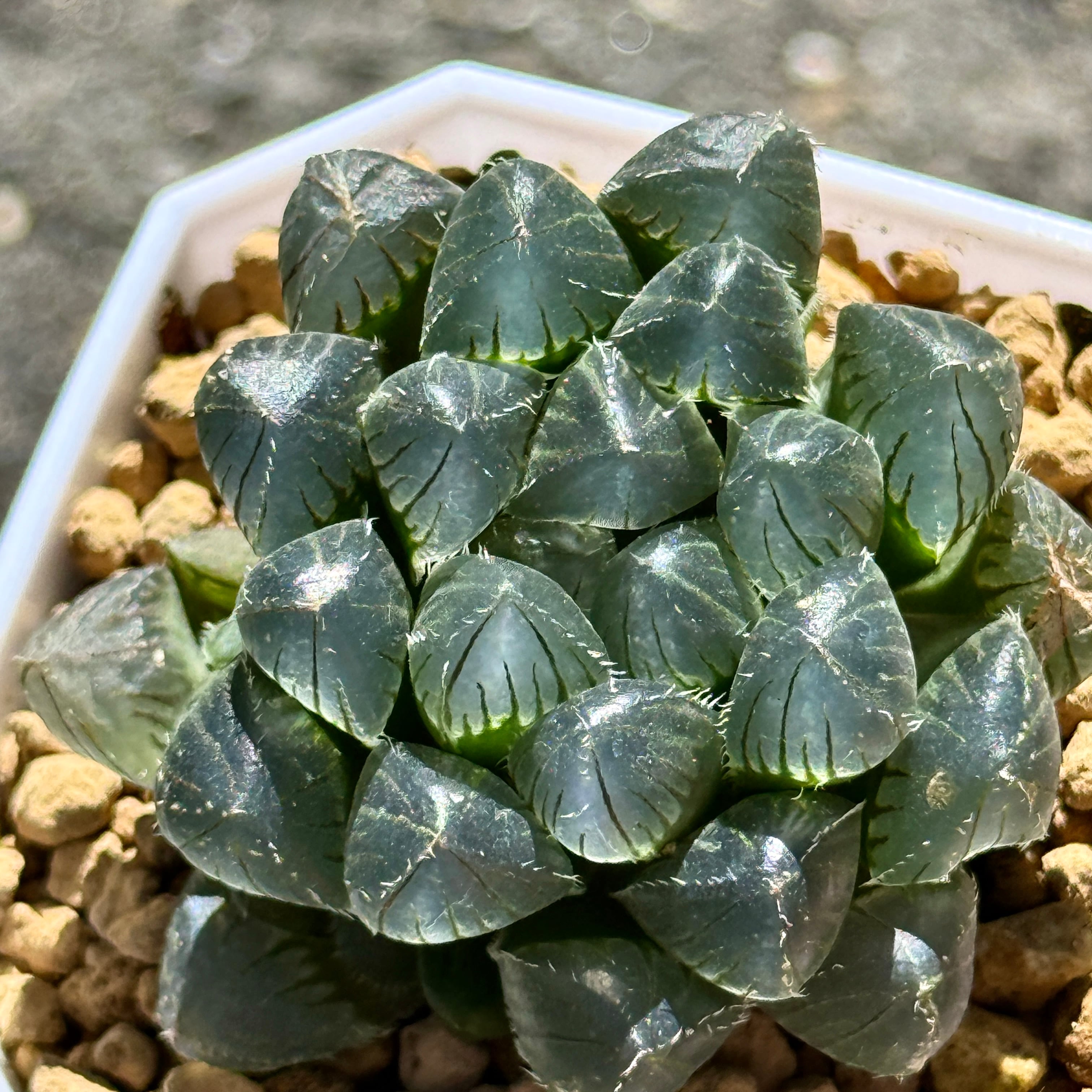 珍しいハオ楽園