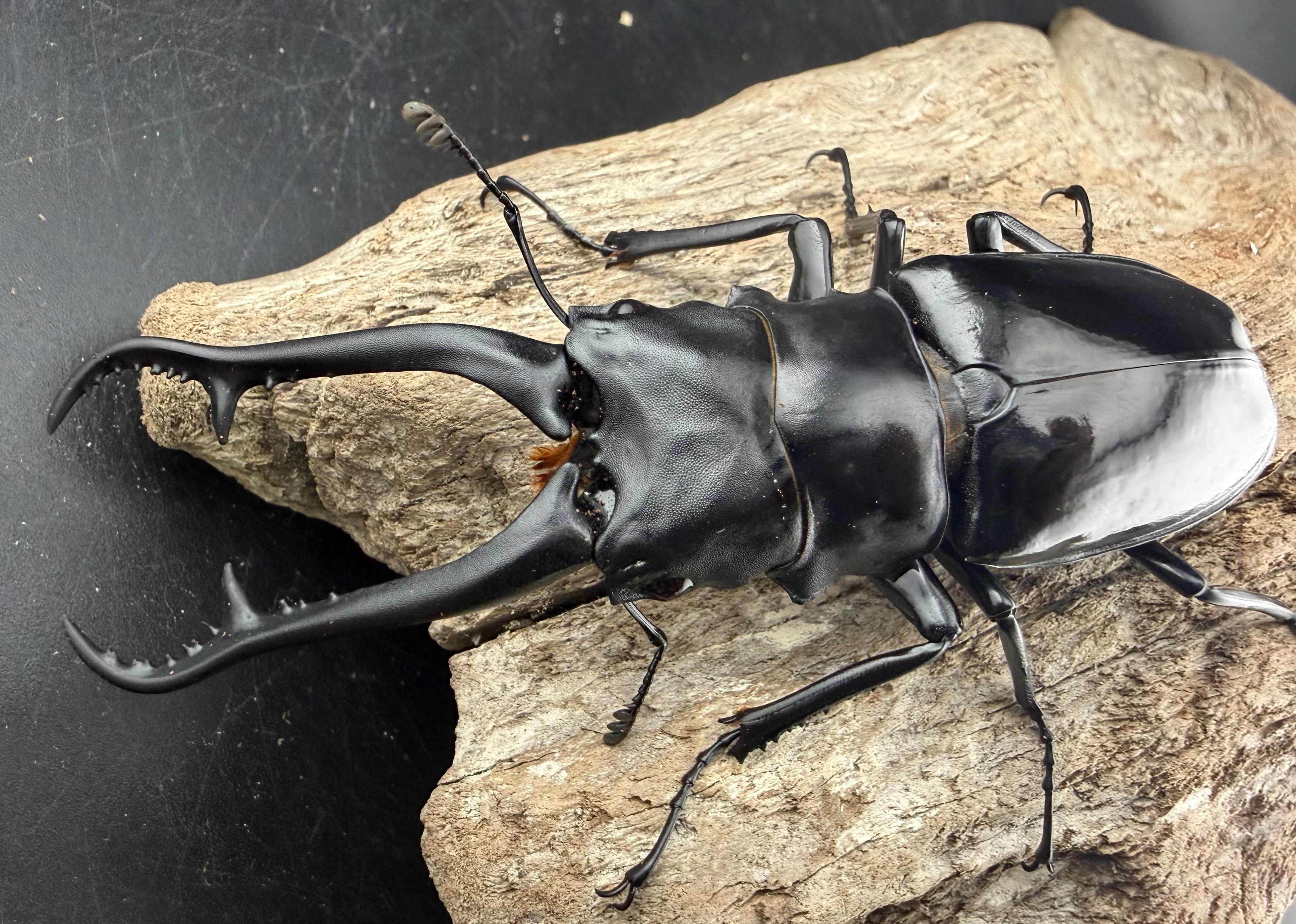 【昆虫標本】特大 ダイスケギラファ 114mmup スーパー大歯？ 昆虫標本】特大 ダイスケギラファ 114mmup スーパー大歯？