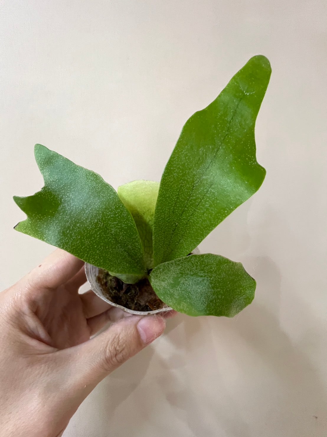 ビカクシダ】P.bifurcatum cv.Popcorn （TC）ビフルカツム