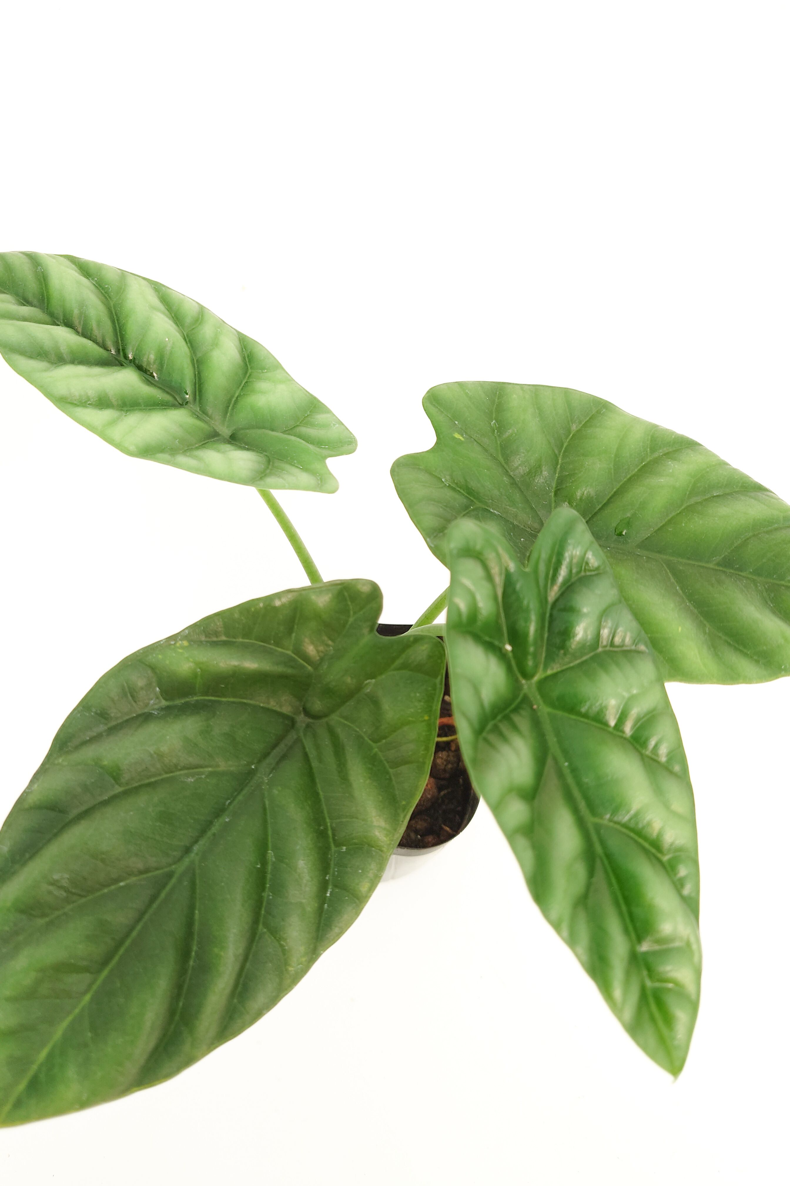 アロカシアシヌアータ 国内生産苗 観葉植物 | ロゼッタ・紅緑