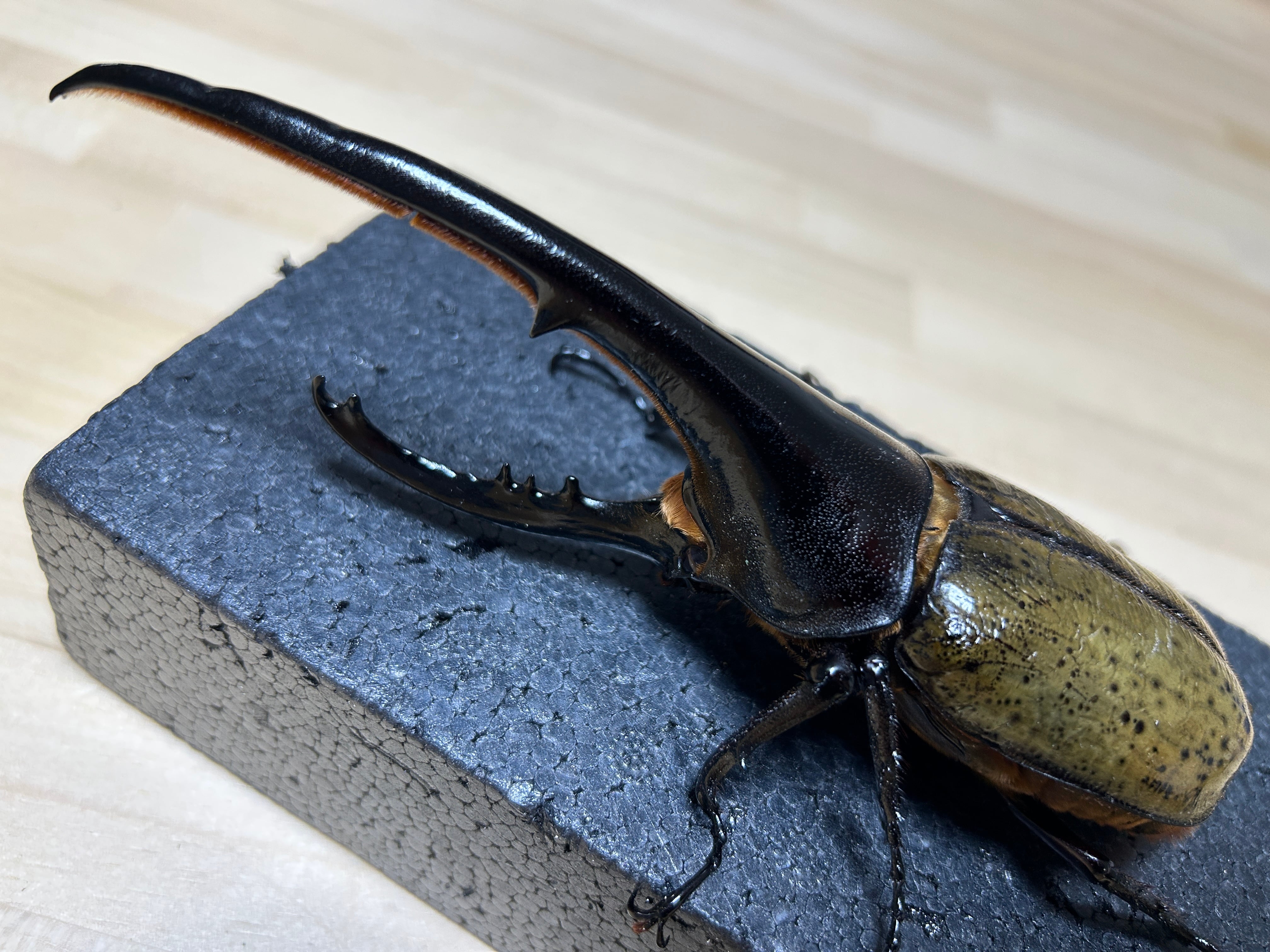 アートオブヘラクレス