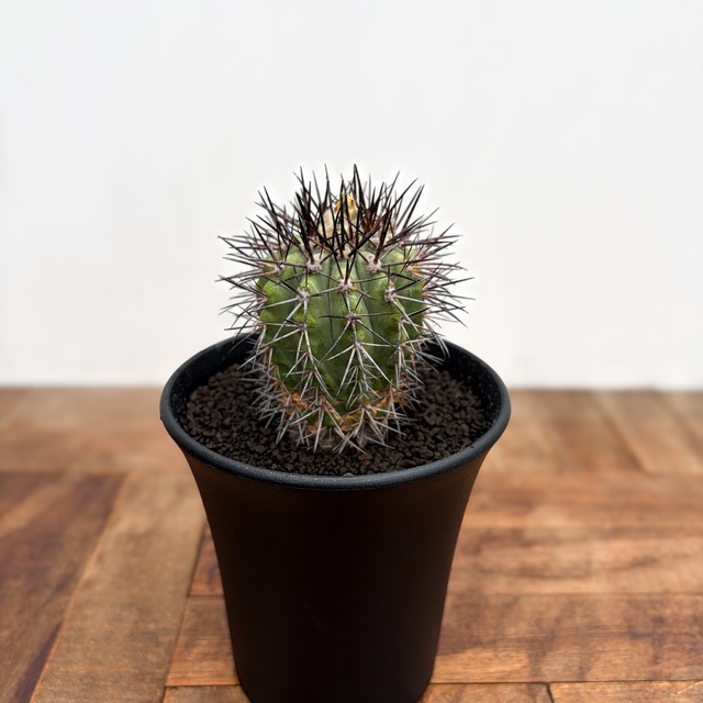 Copiapoa alticostata【コピアポア・アルチコスタータ・実生】