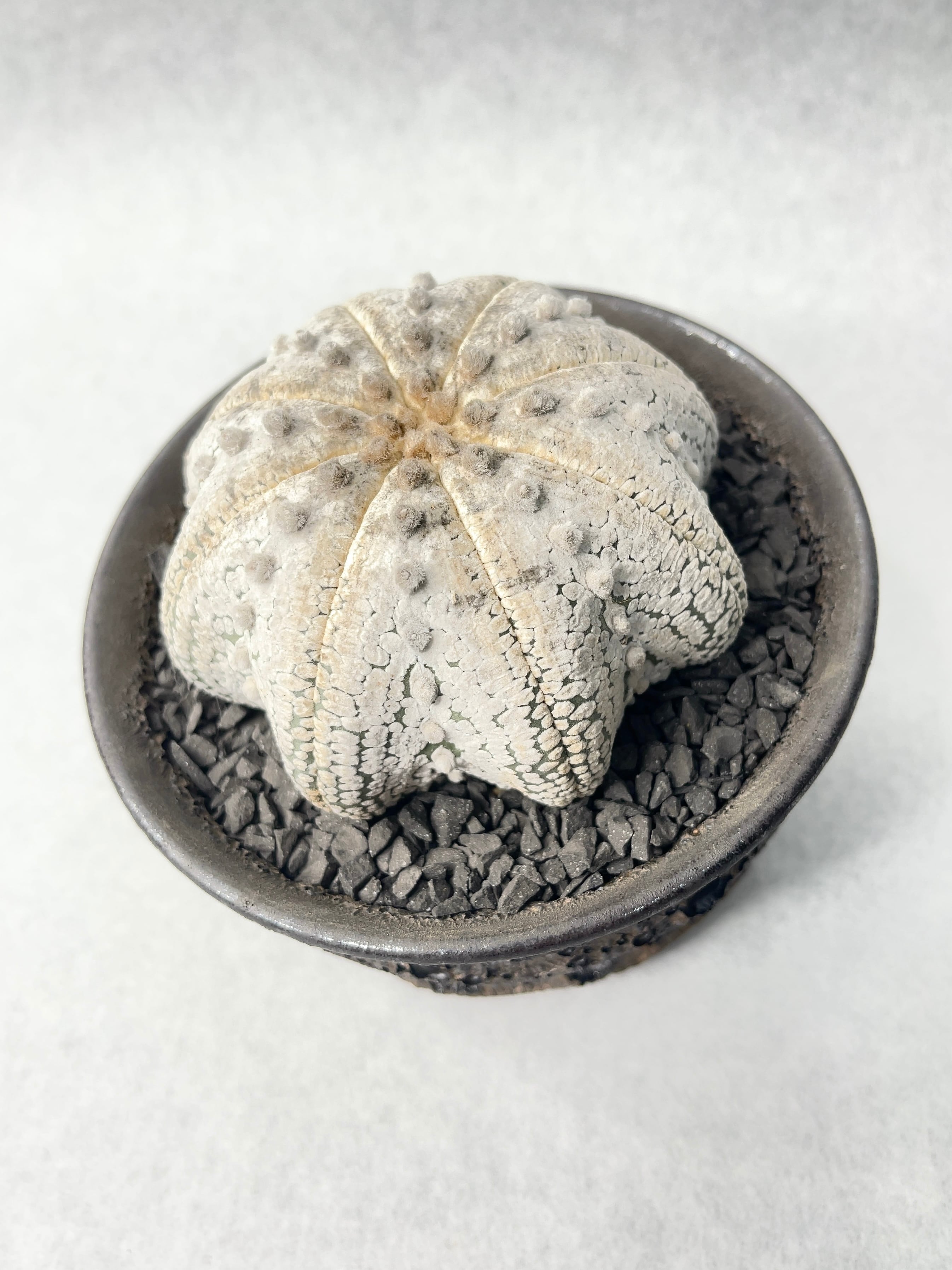 アストロフィツム・ミラクル兜 | trigger