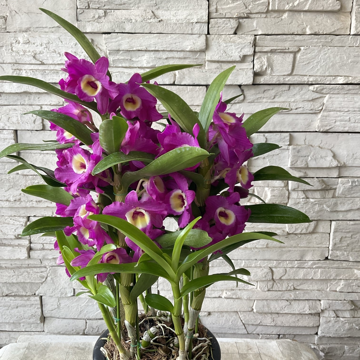 デンドロビウム 赤い鳥 ピンク 6寸鉢 | 橋本種苗園