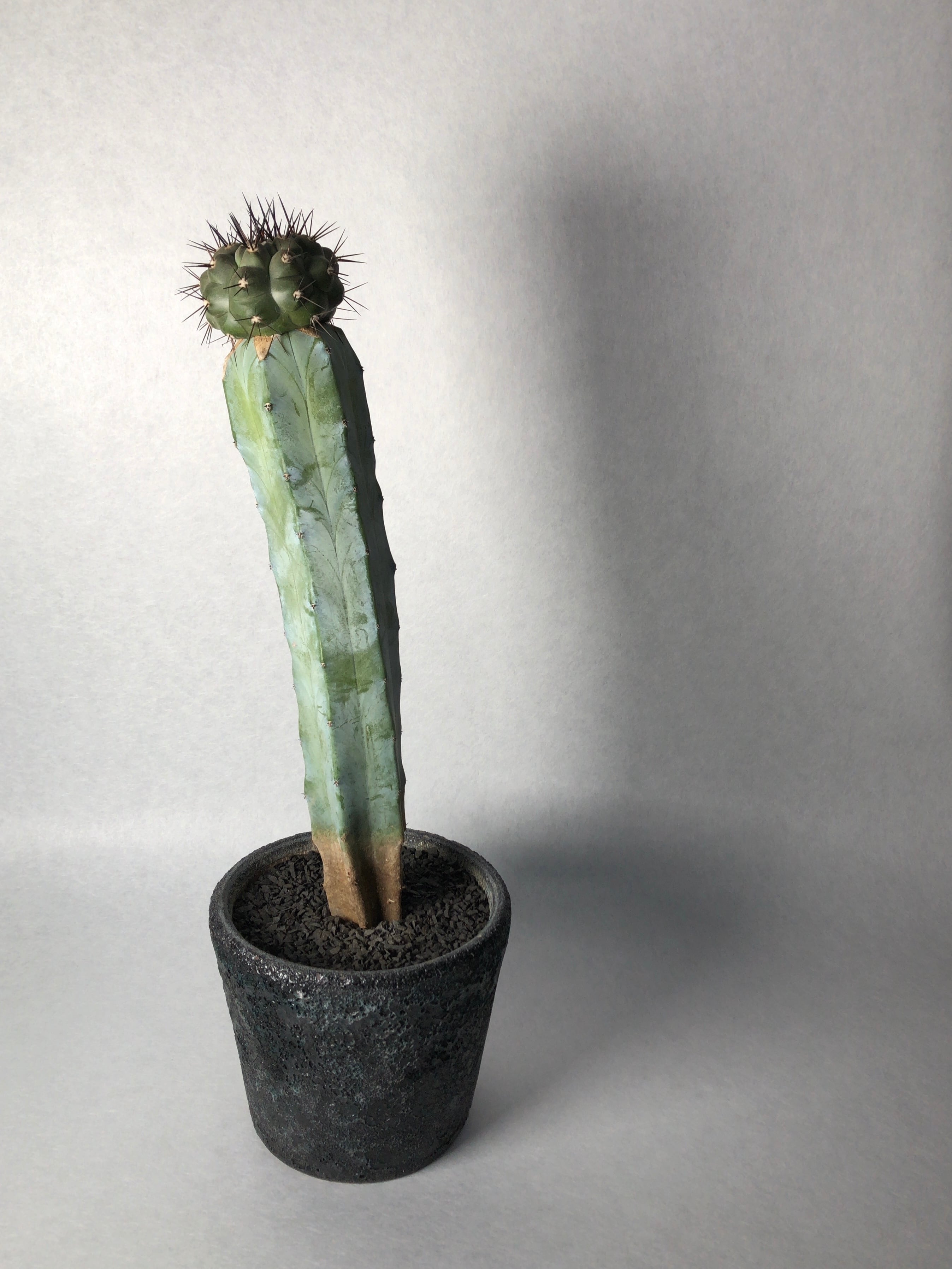 コピアポア・黒王丸 | trigger