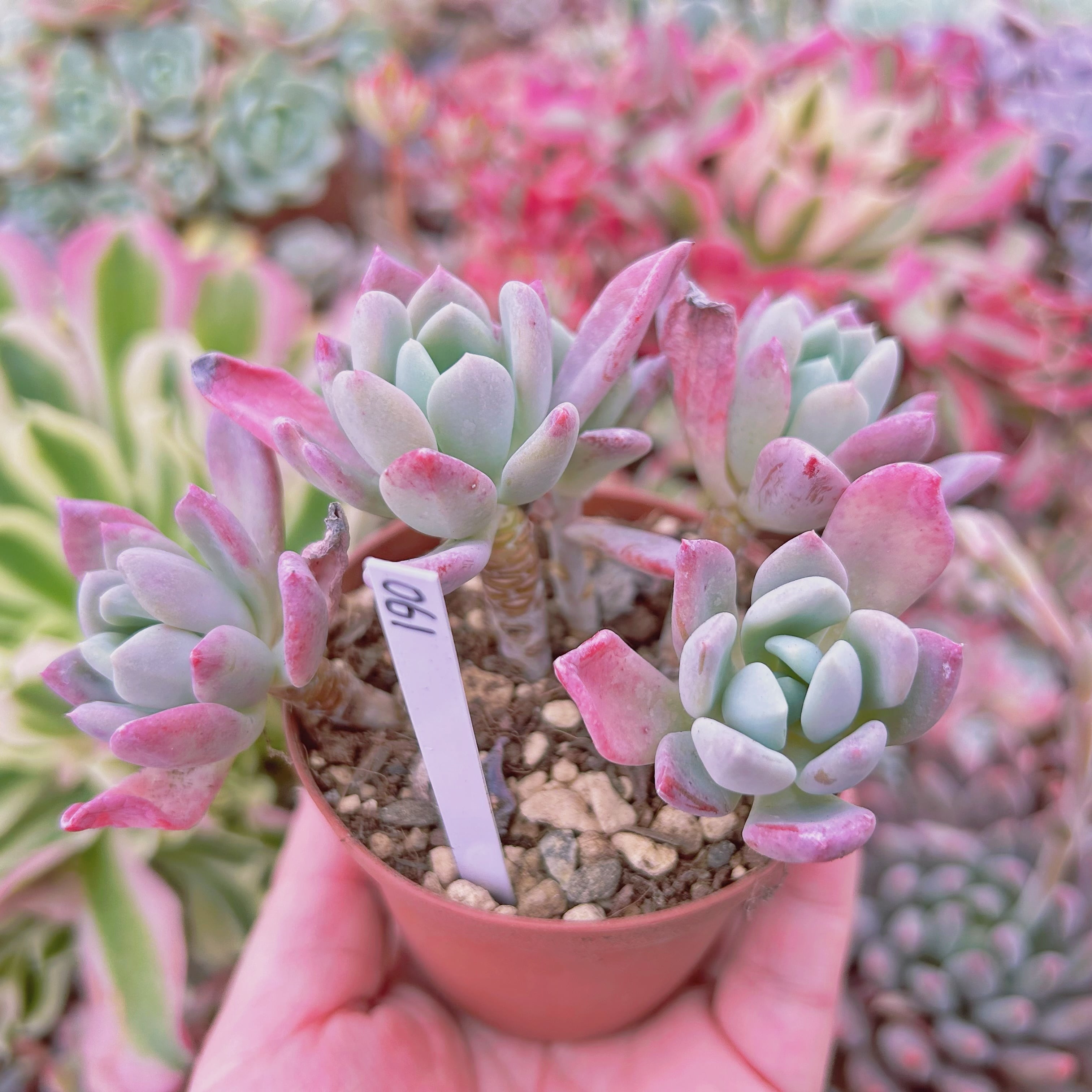 061現物 多肉植物 scheideckeri スカイデッケリ 抜き苗 | るる農園