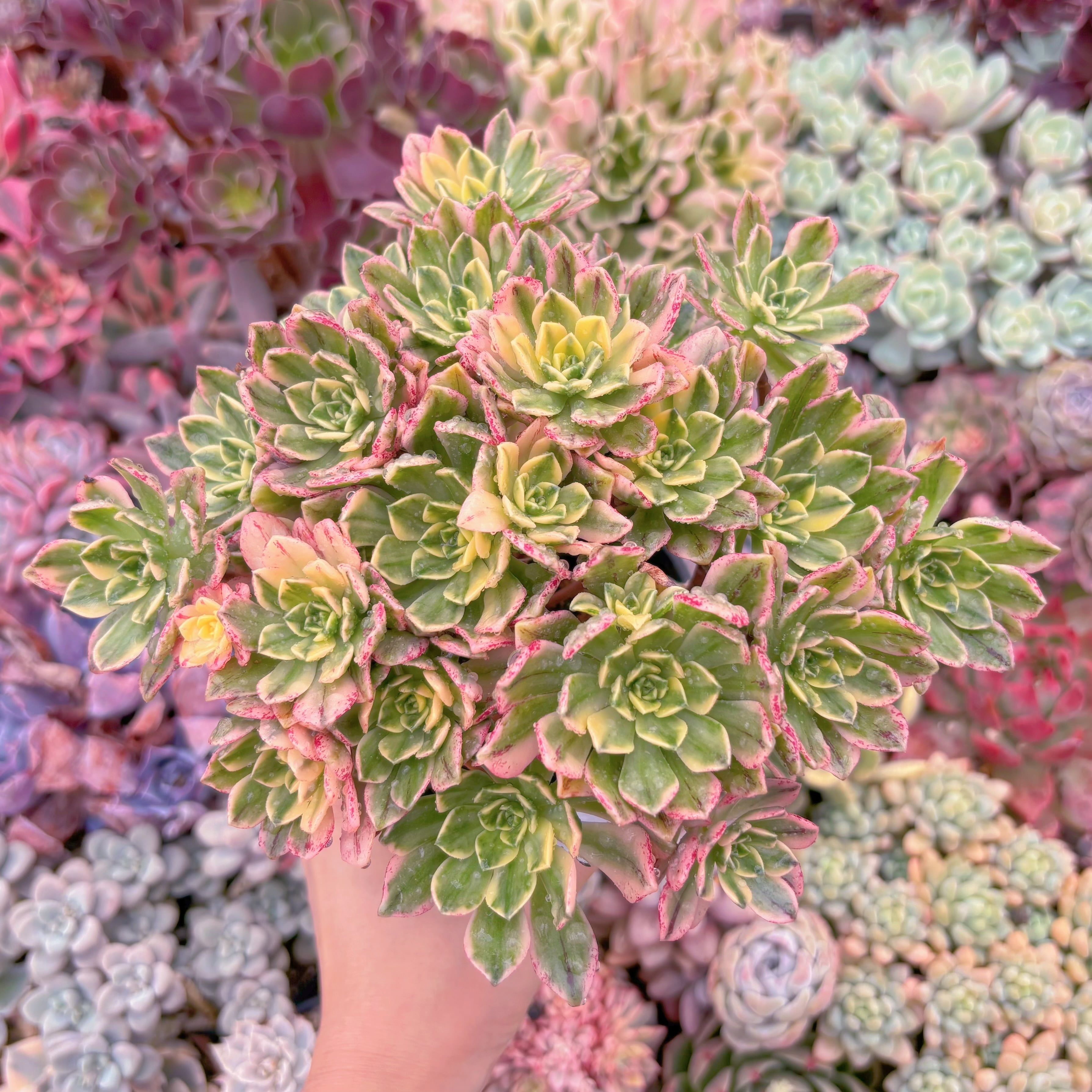 現品　sweet tea#205　大群生　るる農園