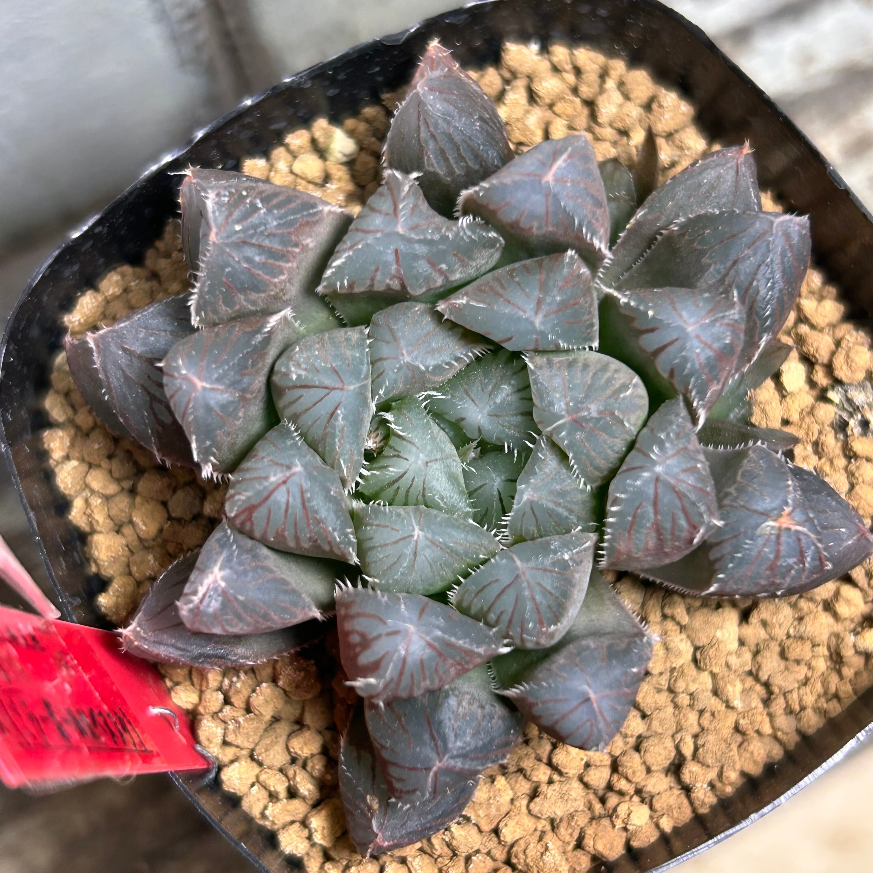 T) 0B-1 X（ミラーボールXベヌスタ】ハオルチア | RuPo 多肉植物専門店