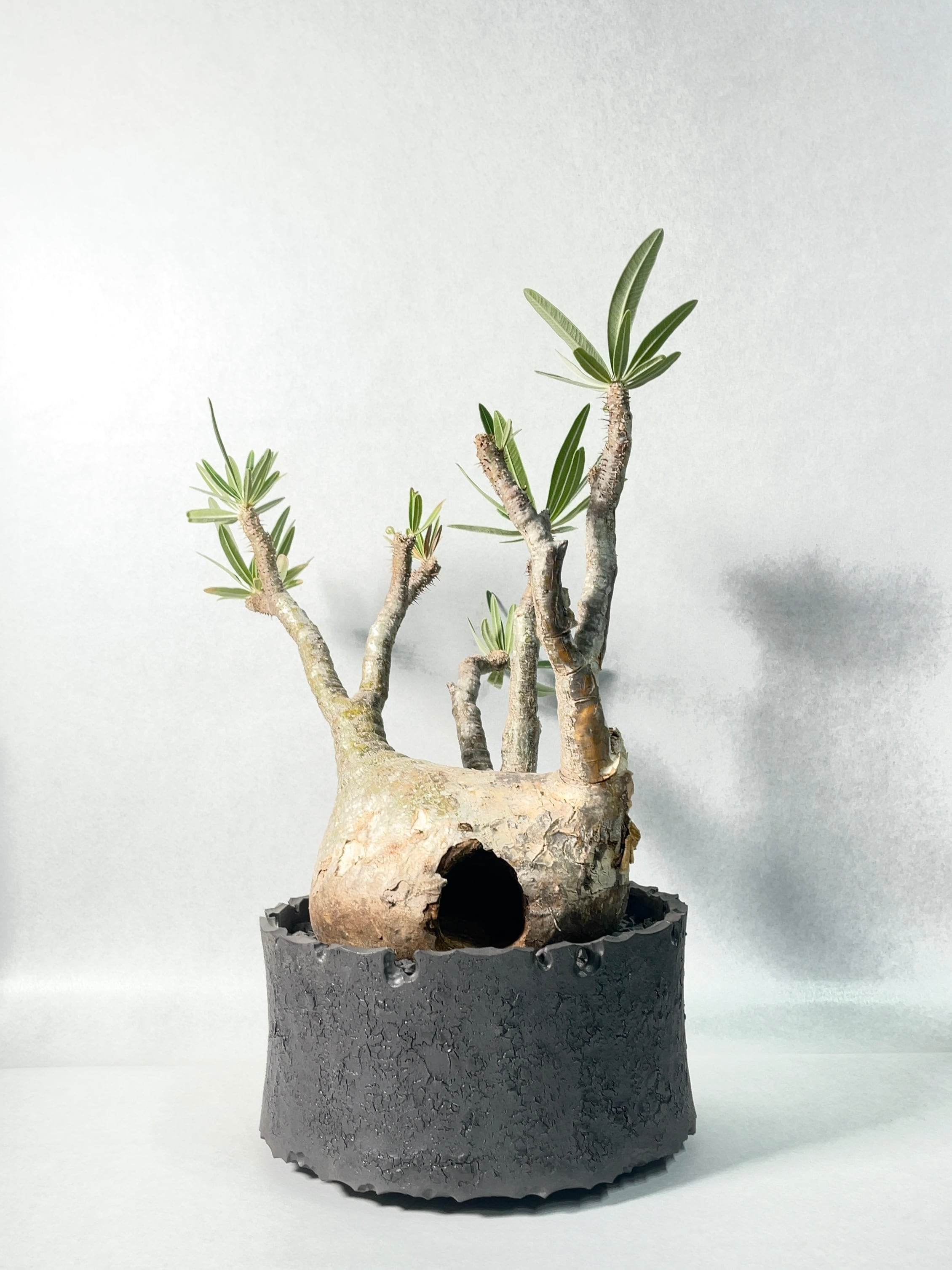 25ff334a949fca85949a10b27f638e