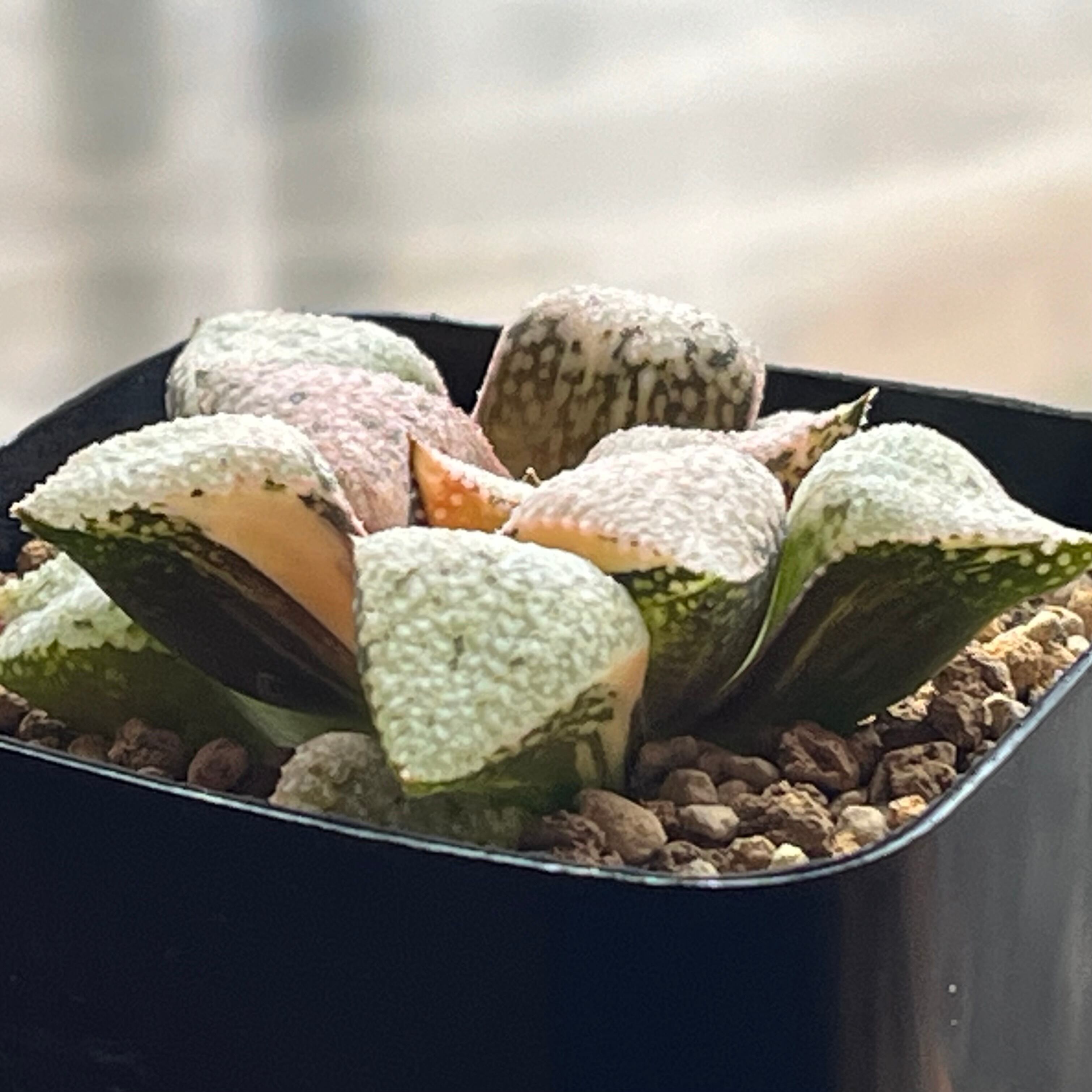 ハオルチア 白泉殿錦 | mocono_plants