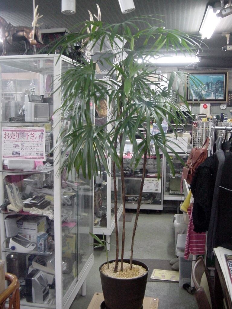 シュロチク 棕櫚竹 千葉県 引き取り限定 5年保証 千葉県