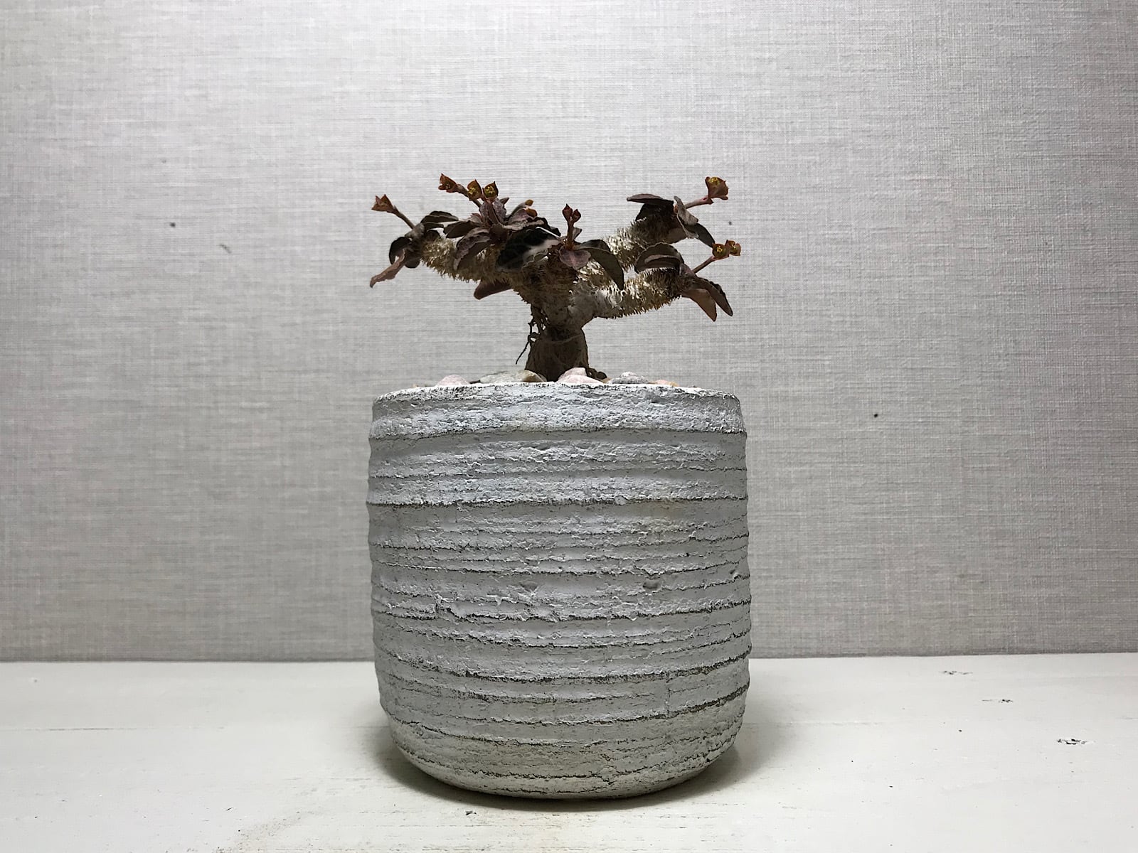 ユーフォルビア フランコイシー