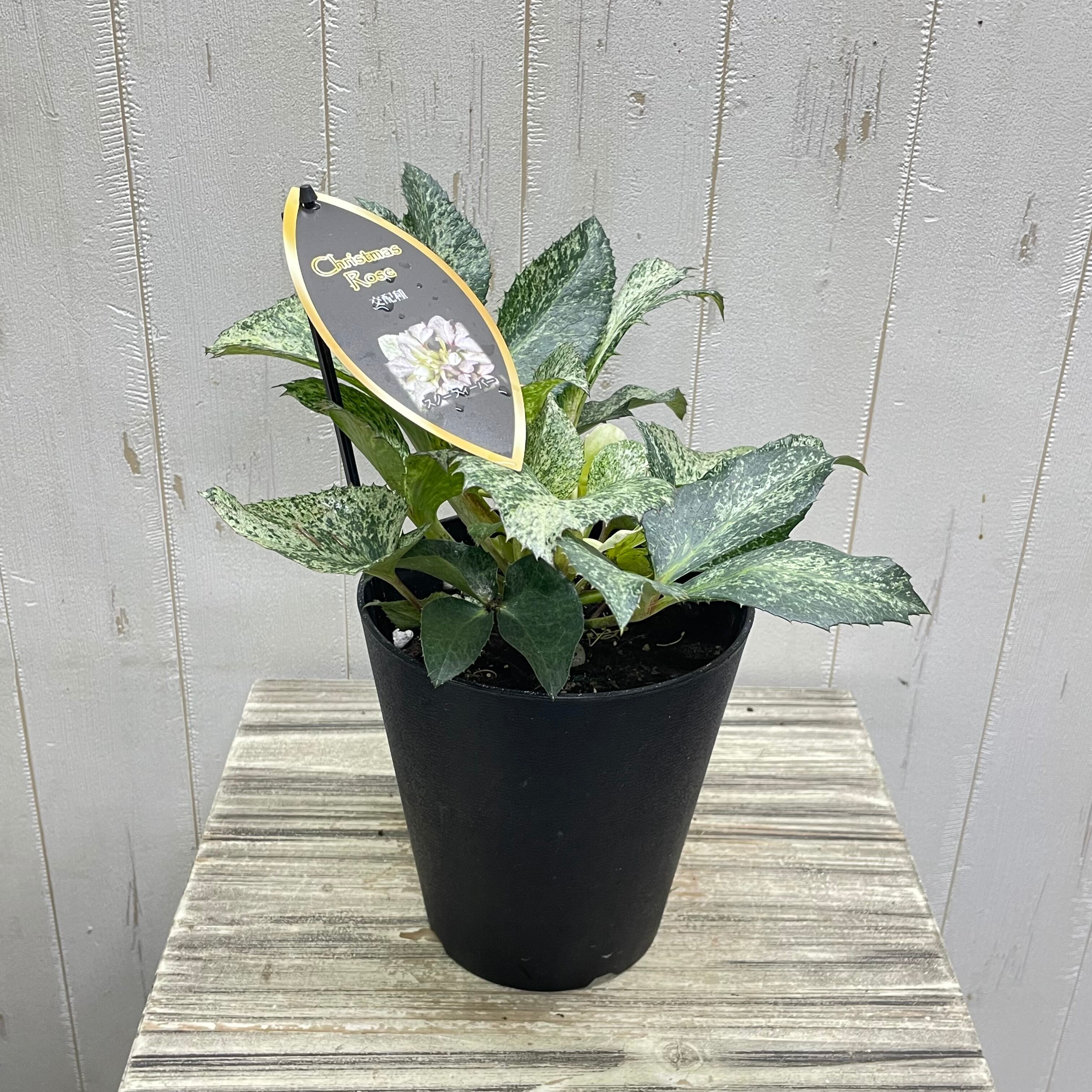 クリスマスローズ『スノーフィーバー』斑入り 5号／粉雪のような明るい