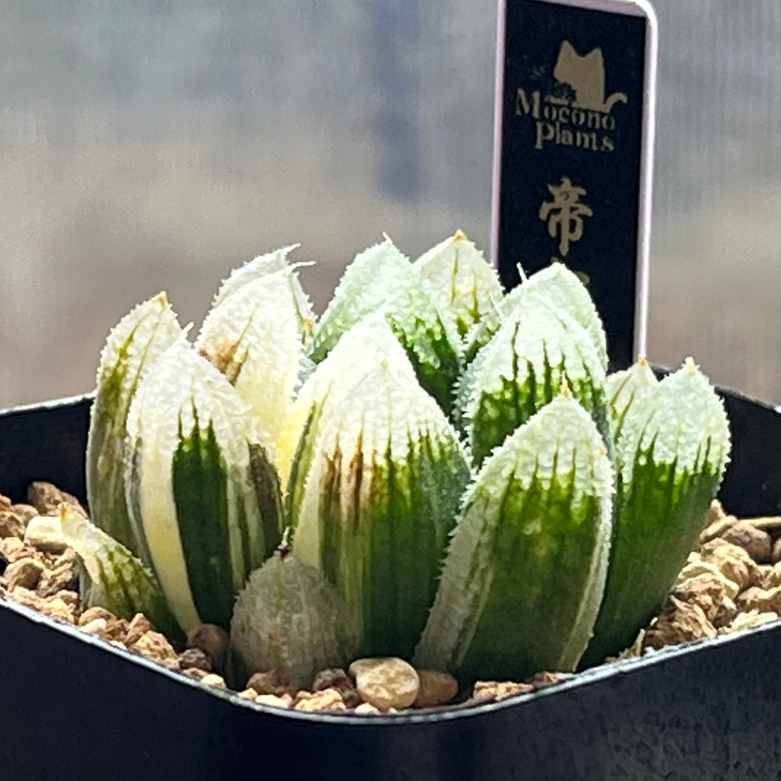 ハオルチア 帝都物語錦 | mocono_plants