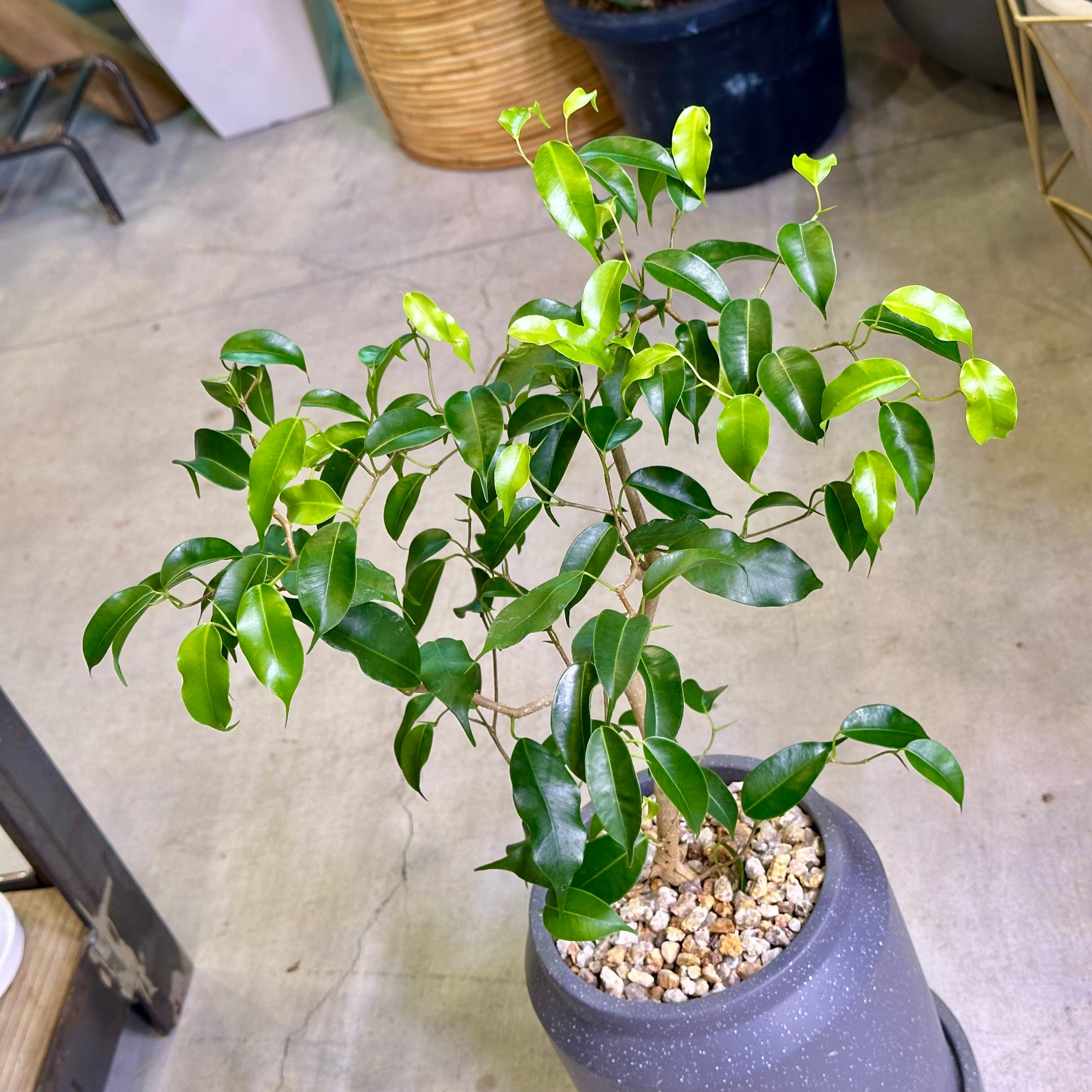 フィカス・ウィアンディ | barrelplants_BONSAI