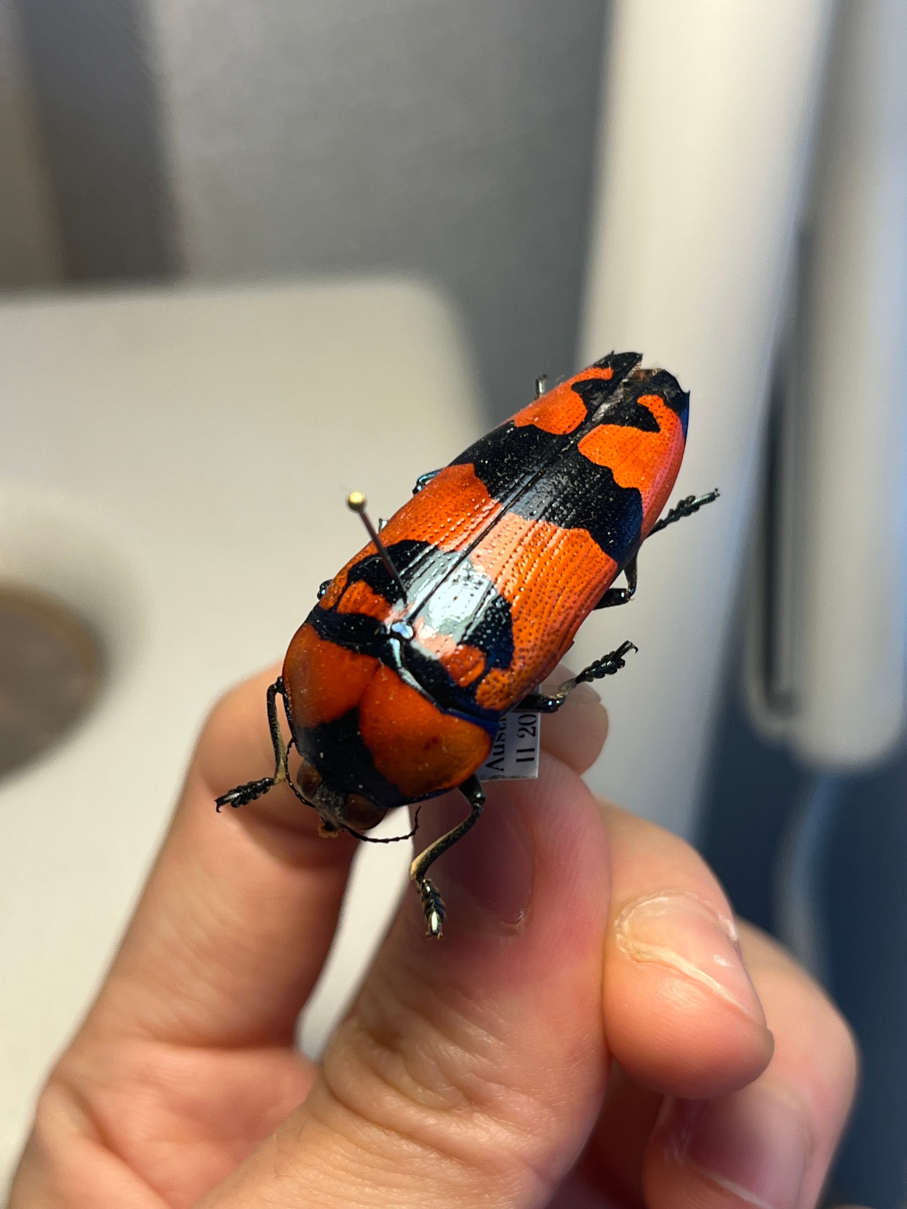 39mm】クロモンベニオウサマムカシタマムシ Calodema plebeia