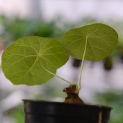 Stephania kaweesakii / ステファニア カウィーサキー⑥ / 観葉植物