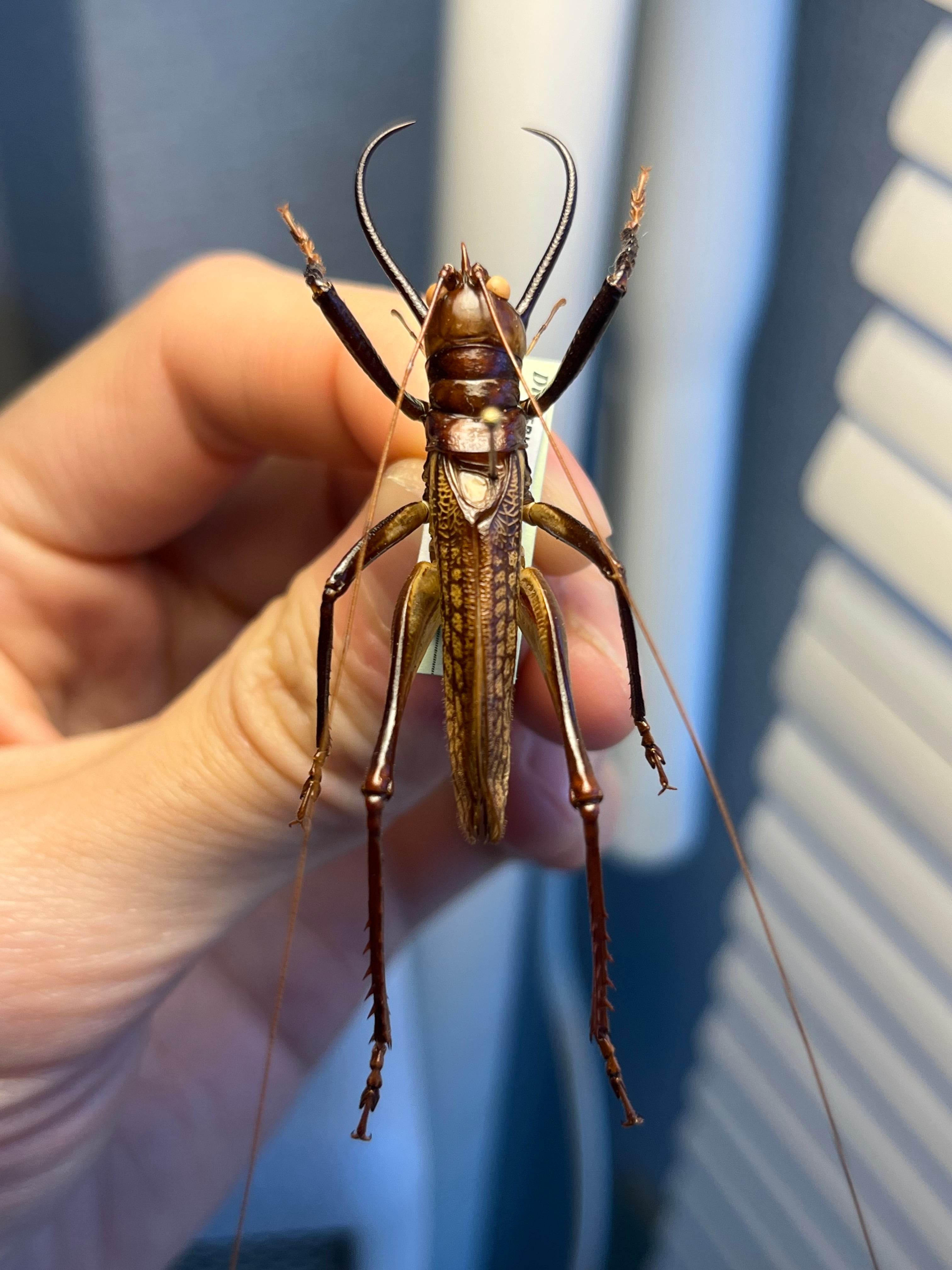 【極美展足】クワガタキリギリス 化け物キリギリス 昆虫標本 ウェタ 極美展足】クワガタキリギリス 化け物キリギリス 昆虫標本 ウェタ