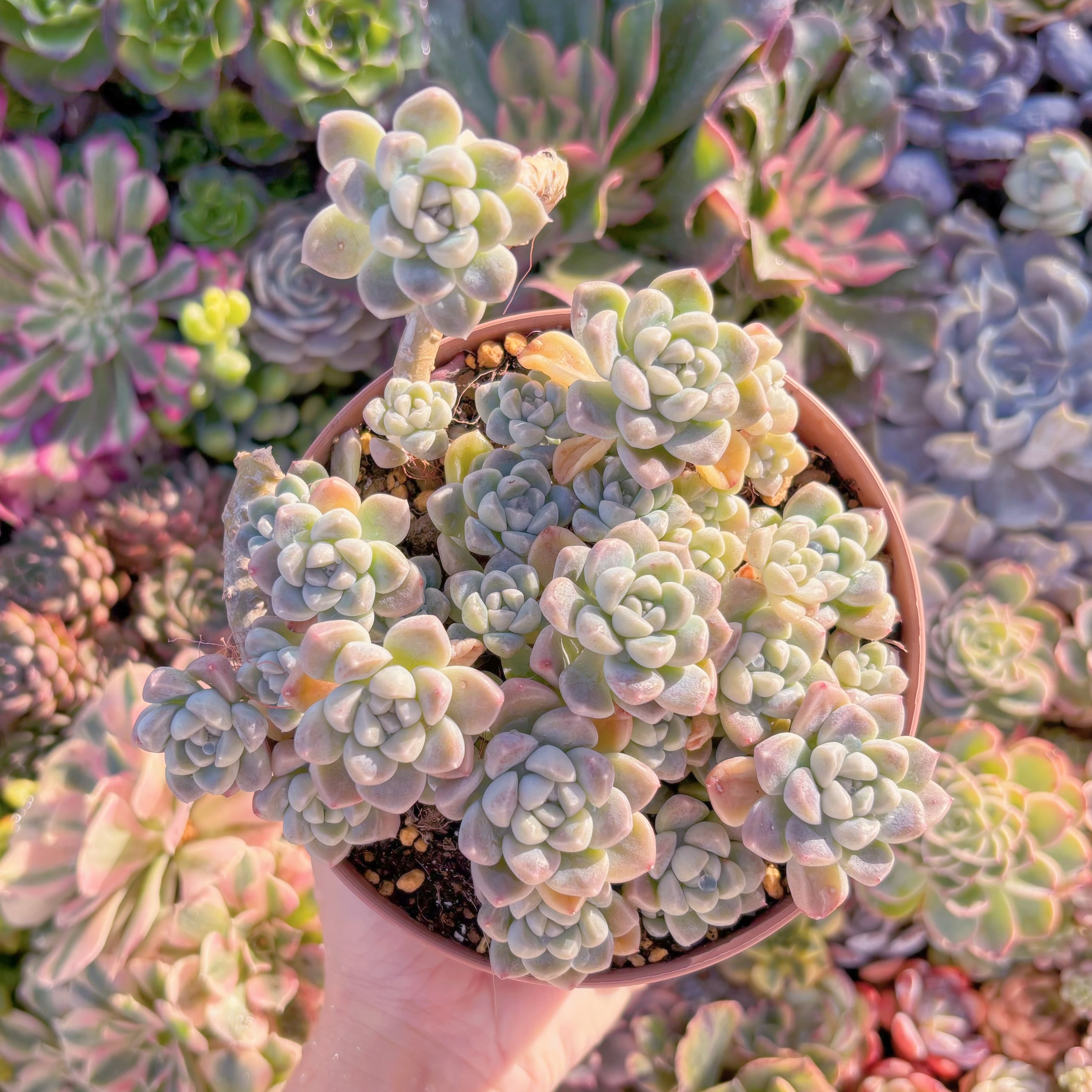 現品　新品種　蒼珠（そうしゅ）#M259　大群生　新入荷　るる農園