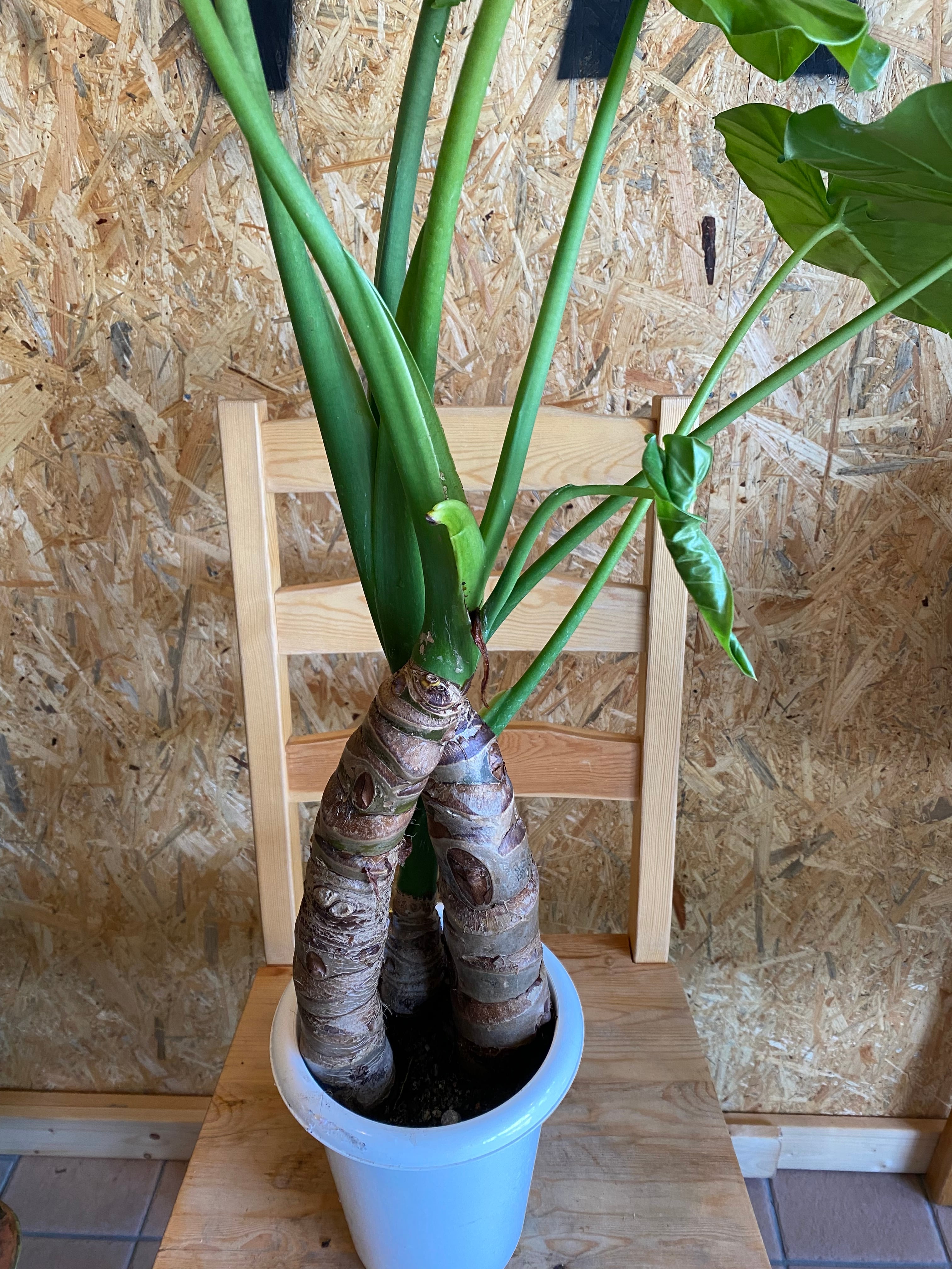 クワズイモ（アロカシア オドラ）H105cm W55cm 口径約14.5cm