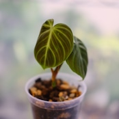 フィロデンドロン エルチョコレッド / Philodendron "El Choco Red"⑤ / 観葉植物<育て方・花言葉>