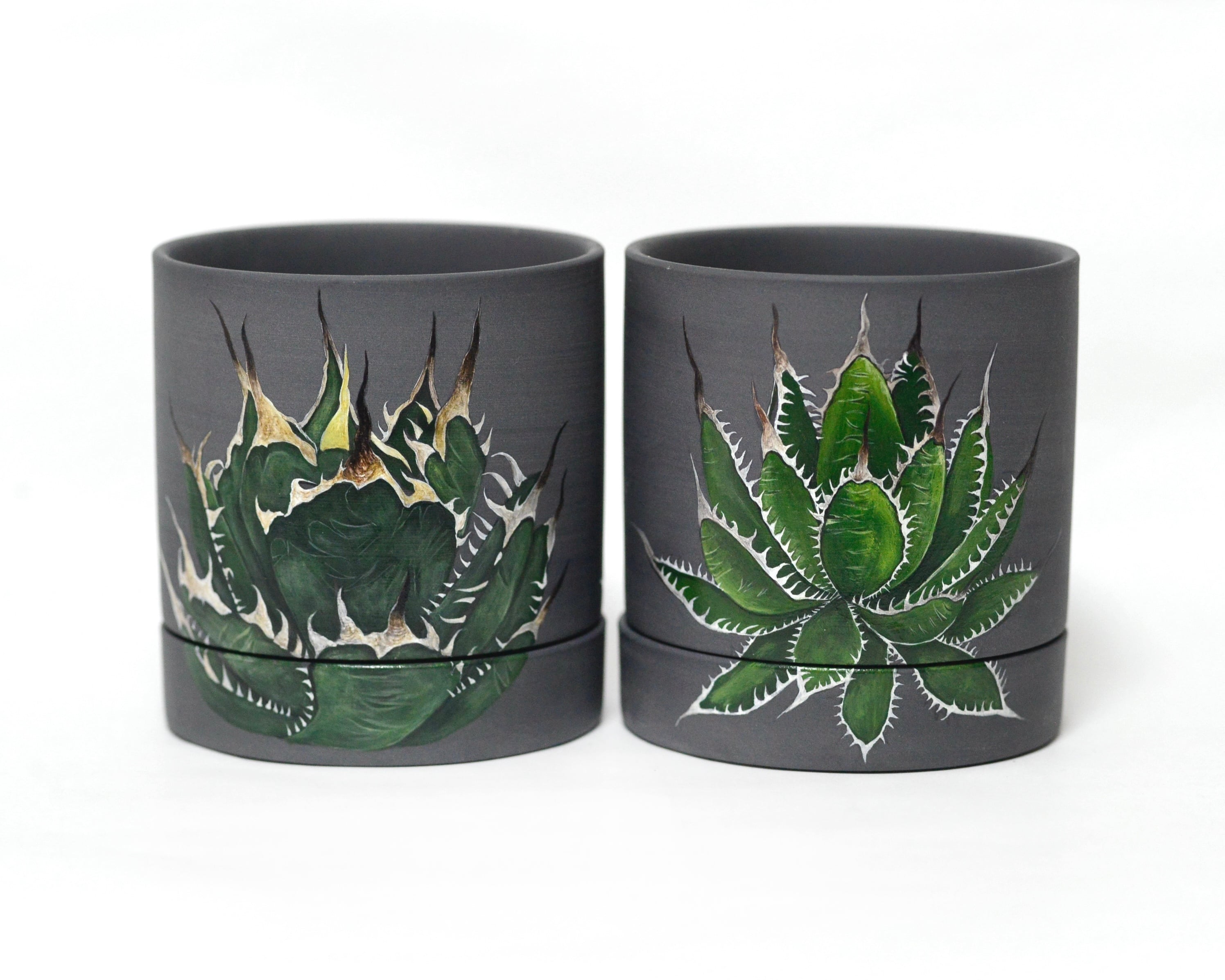 アガベ チタノタ ペイント鉢 | Saori Ohwada Online Shop