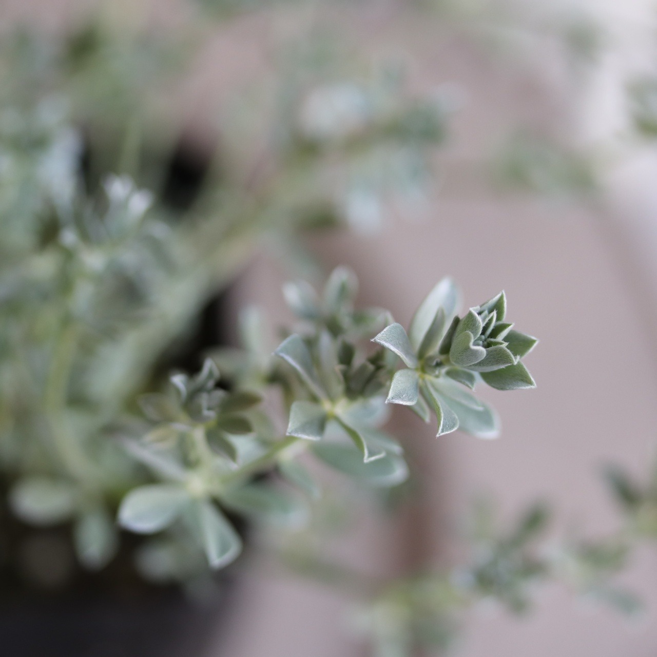 ロータスクレティクス　寄せ植えにオススメ　シルバーリーフ　丈夫